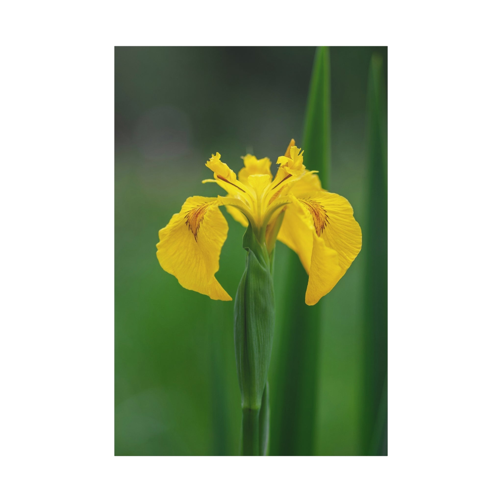canvas-wall-art-yellow-iris-matte-canvas-print-floral-home-decor-botanical-artwork-living-room-decoration-gift-for-gardeners-