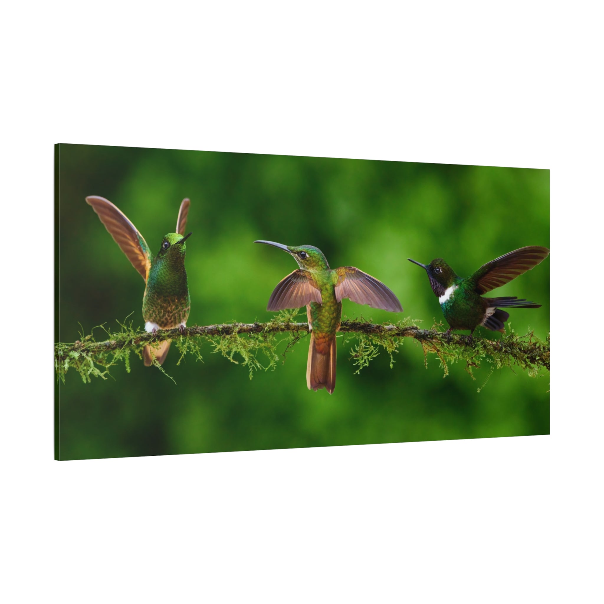 canvas-print-hummingbirds-canvas-wall-art-matte-canvas-stretched-home-decor-wall-decor-nature-art-gift-for-bird-lovers-panora