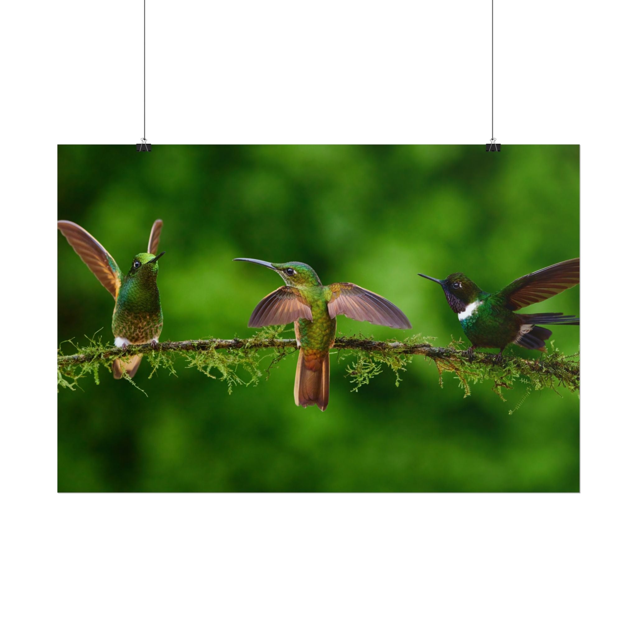 hummingbirds-poster-print-wild-birds-wall-art-home-decor-wall-decor-nature-art-gift-for-bird-lovers-panoramic
