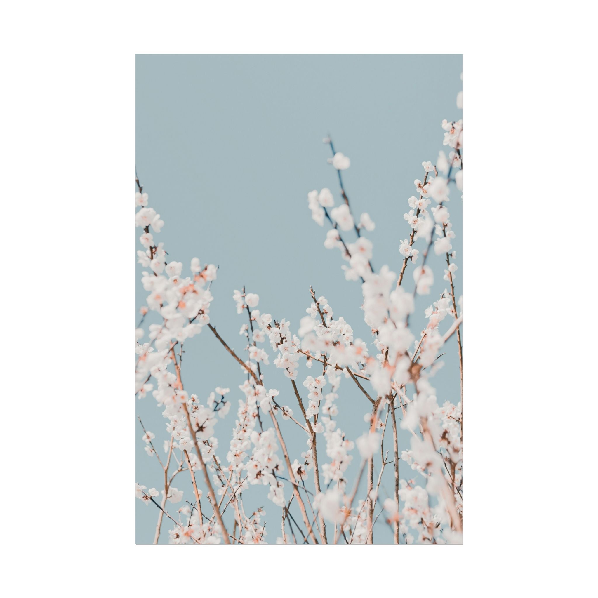 blossom-flowers-poster-print-minimalist-aesthetic-wall-art-fine-art-paper-home-decor-floral-decor-elegant-artwork