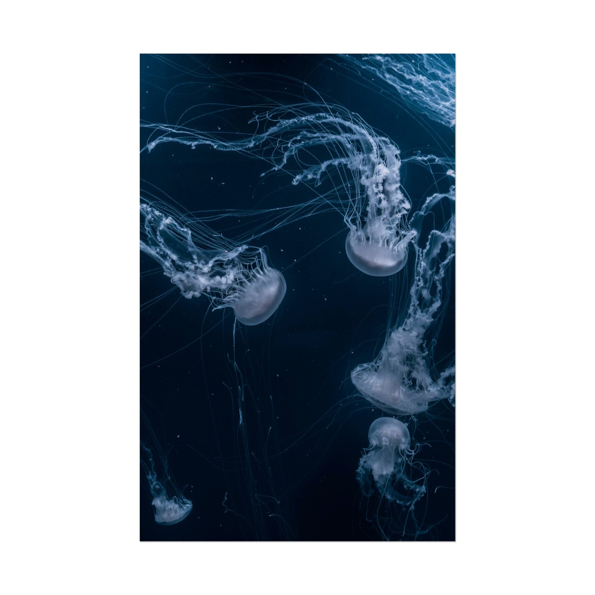 long-jellyfish-wall-art-poster-print-wall-hanging-ocean-life-deep-ocean-decor-home-decor-housewarming-gift