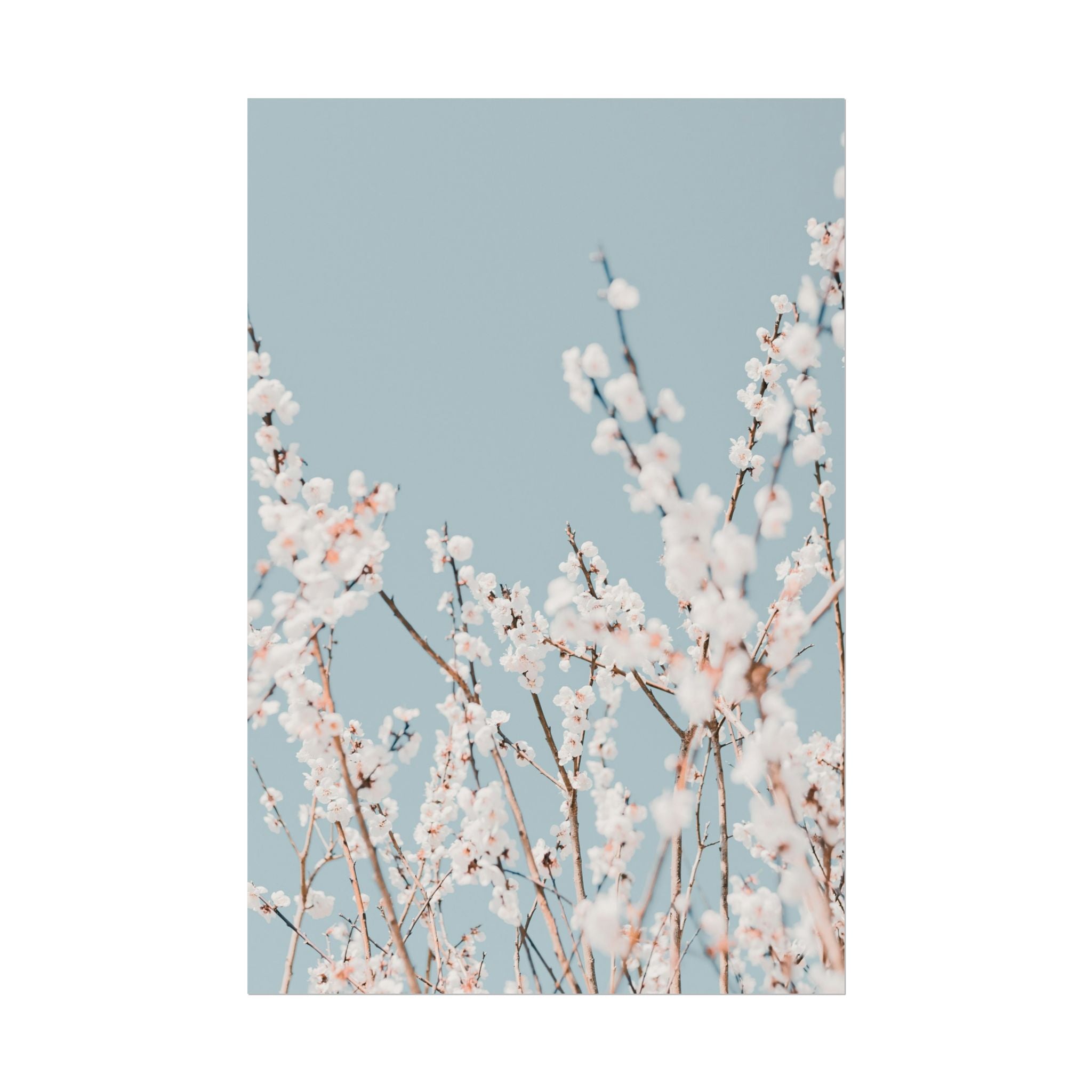 blossom-flowers-poster-print-minimalist-aesthetic-wall-art-fine-art-paper-home-decor-floral-decor-elegant-artwork