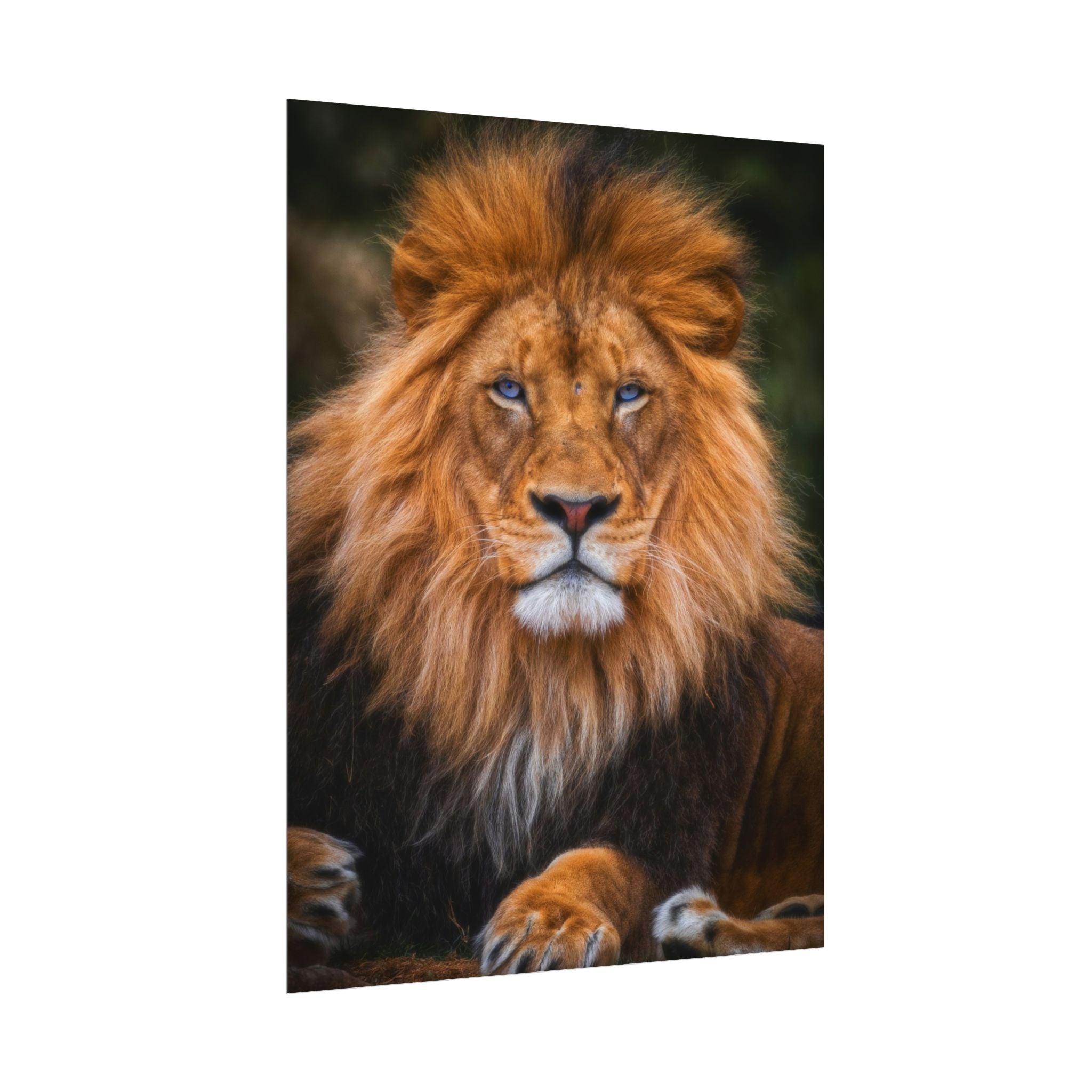 blue-eyed-lion-poster-wall-art-wildlife-home-decor-animal-lover-gift-safari-decoration-wildlife-art-print-lion-wall-decor