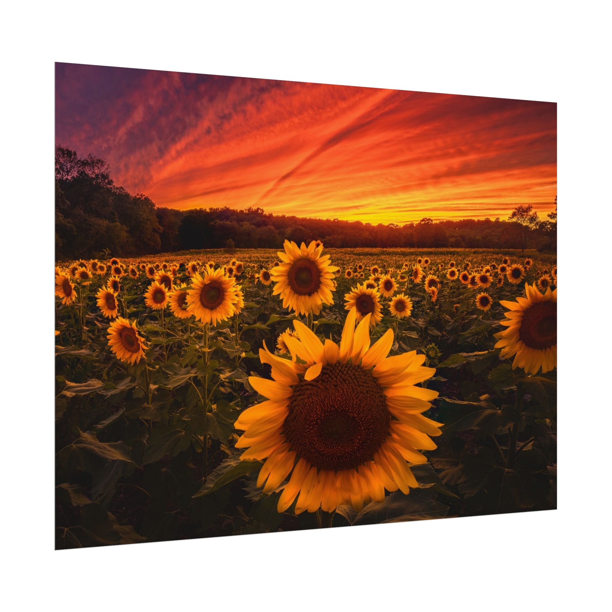 sun-flower-poster-print-sunset-wall-art-decor-home-decor-nature-art-floral-print-gift-for-nature-lovers-farmhouse-wall-decor