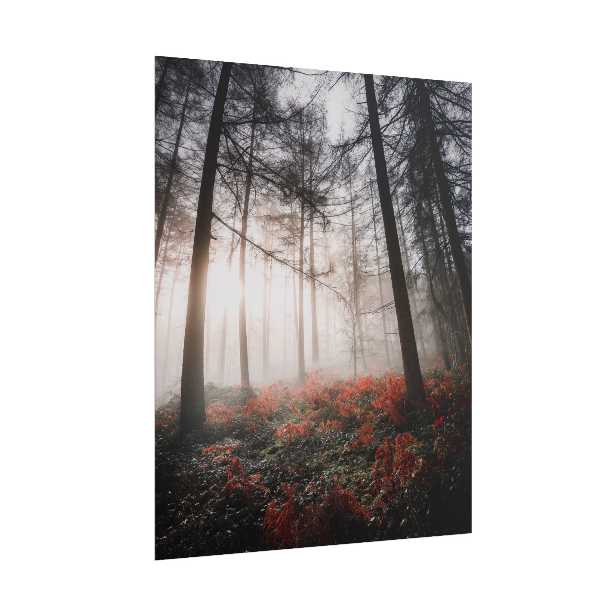 poster-print-misty-woods-art-living-room-wall-decor-sunlight-forest-landscape-aesthetic-nature-art-nature-artwork-poster-gift