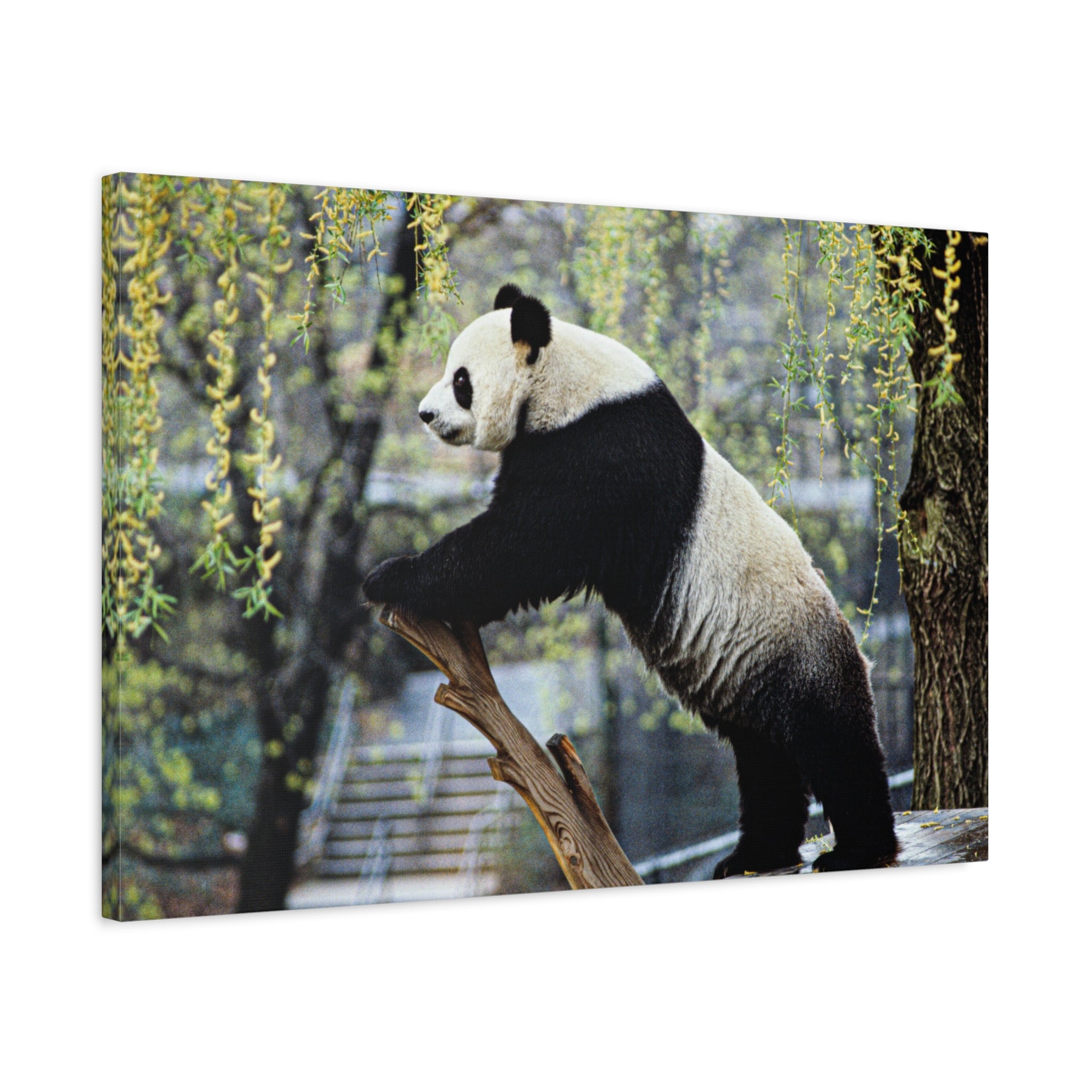 canvas-wall-art-cute-panda-wall-decor-nature-home-decor-panda-gift-panda-canvas-print-stretched-matte-canvas