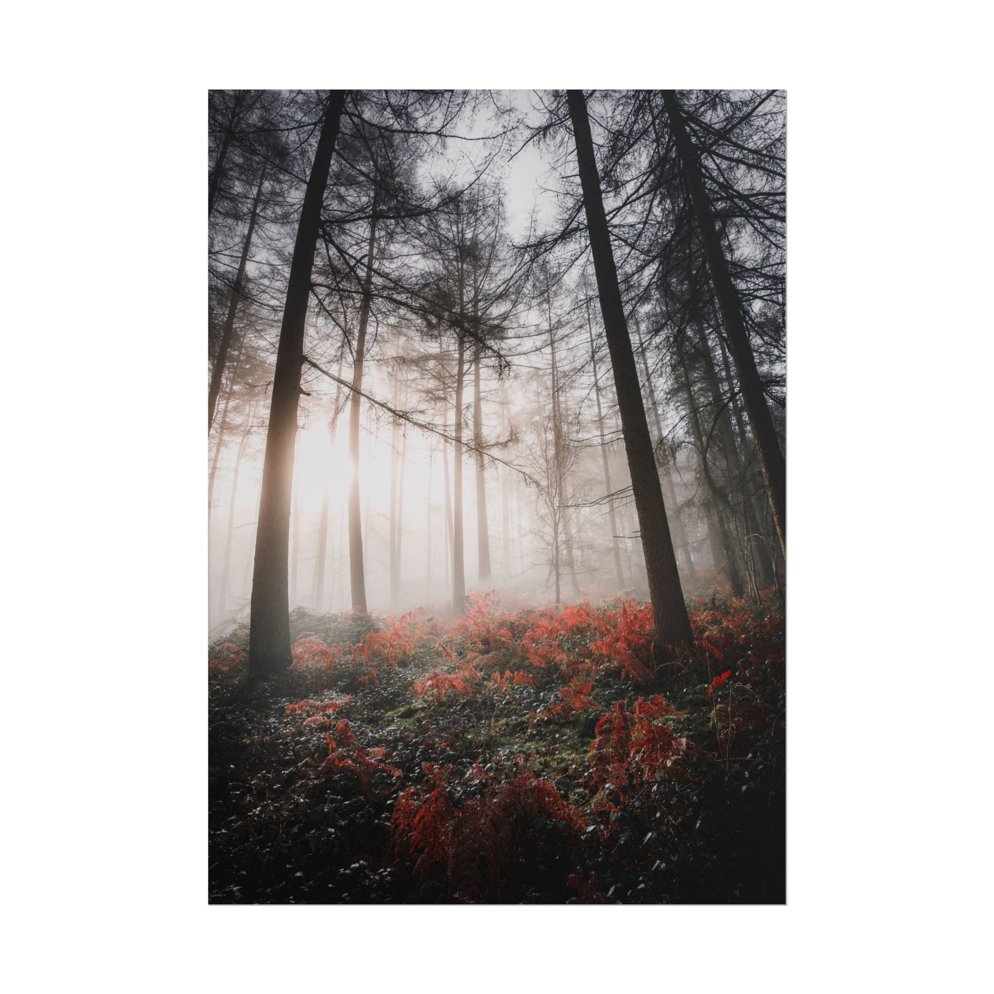 poster-print-misty-woods-art-living-room-wall-decor-sunlight-forest-landscape-aesthetic-nature-art-nature-artwork-poster-gift