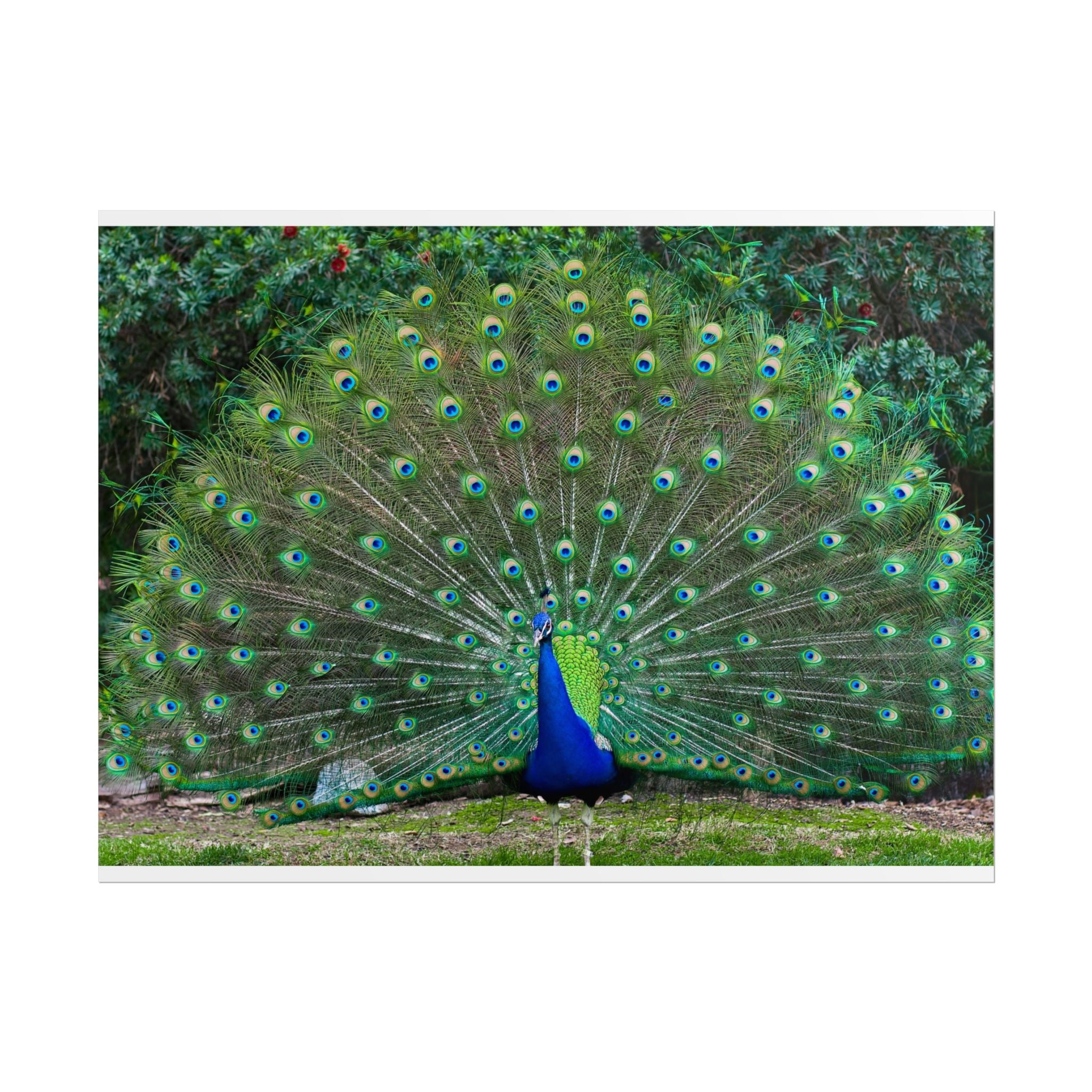 peacock-fine-art-poster-wall-art-print-gift-home-decor-rolled-posters-art-prints-unique-room-decor-animal-lover-gift-nature