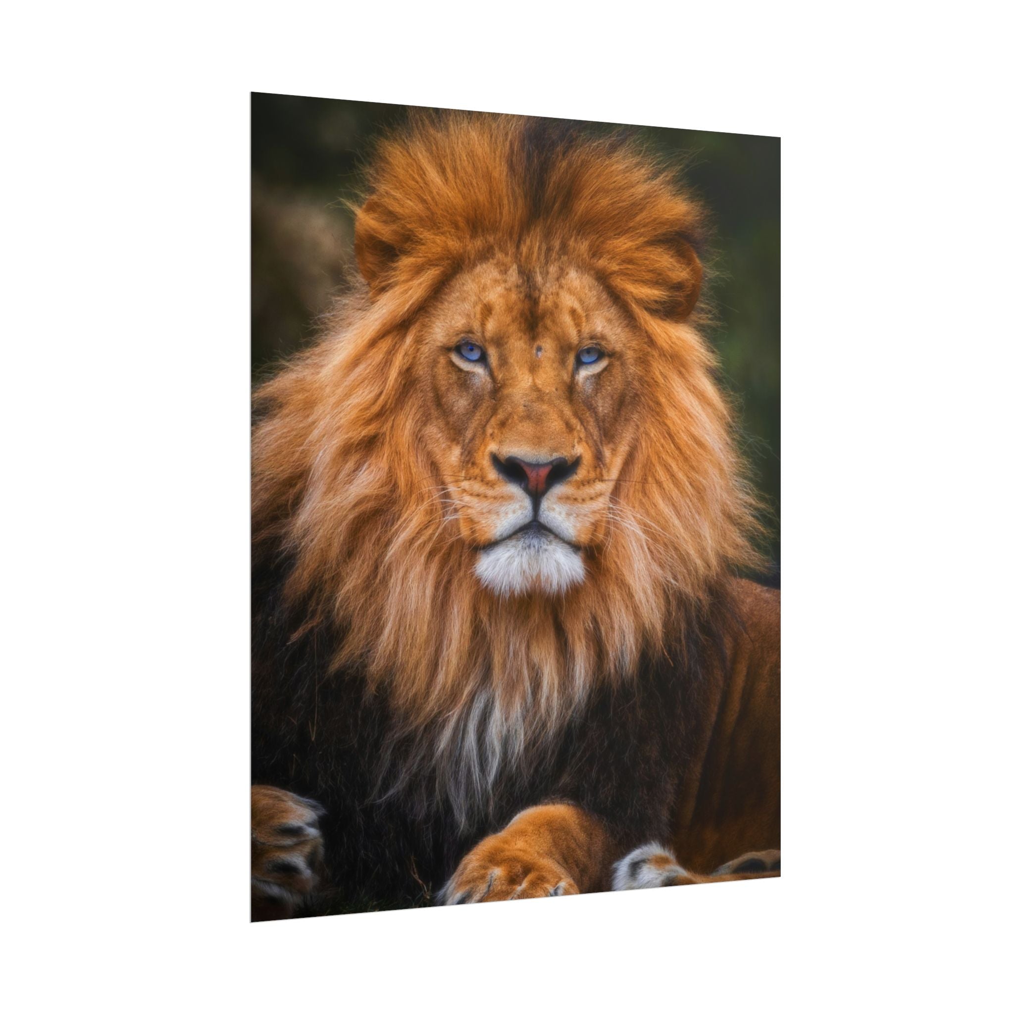 blue-eyed-lion-poster-wall-art-wildlife-home-decor-animal-lover-gift-safari-decoration-wildlife-art-print-lion-wall-decor