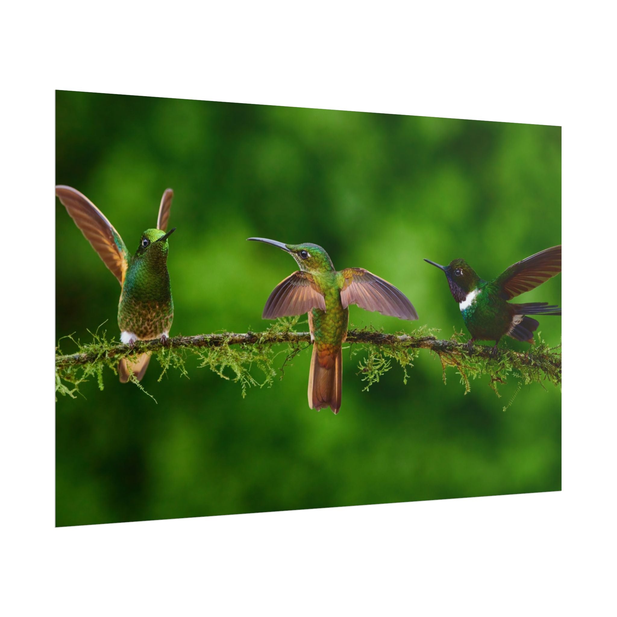 hummingbirds-poster-print-wild-birds-wall-art-home-decor-wall-decor-nature-art-gift-for-bird-lovers-panoramic