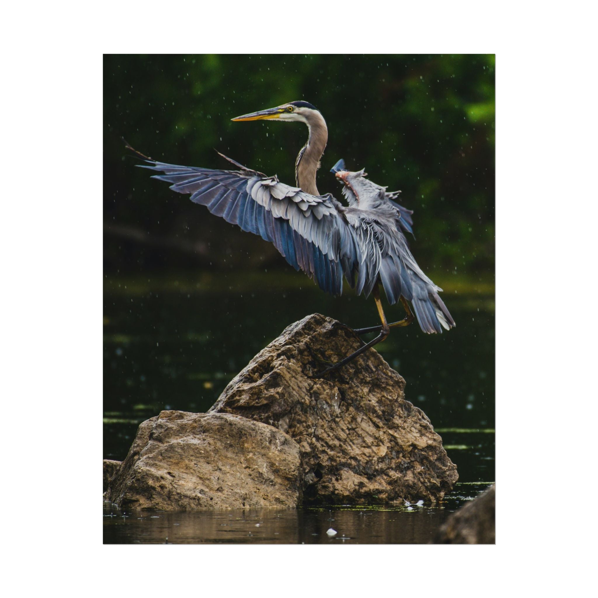 great-blue-heron-poster-wall-art-home-decor-bird-lover-gift-nature-wall-hanging-wildlife-poster