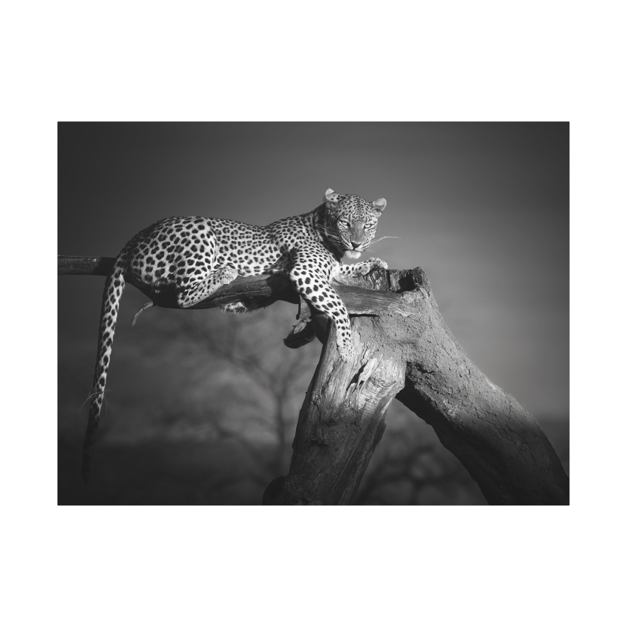 canvas-print-leopard-africa-savanna-wall-decor-black-and-white-photography-living-room-art-stretched-matte-canvas-home-decor-