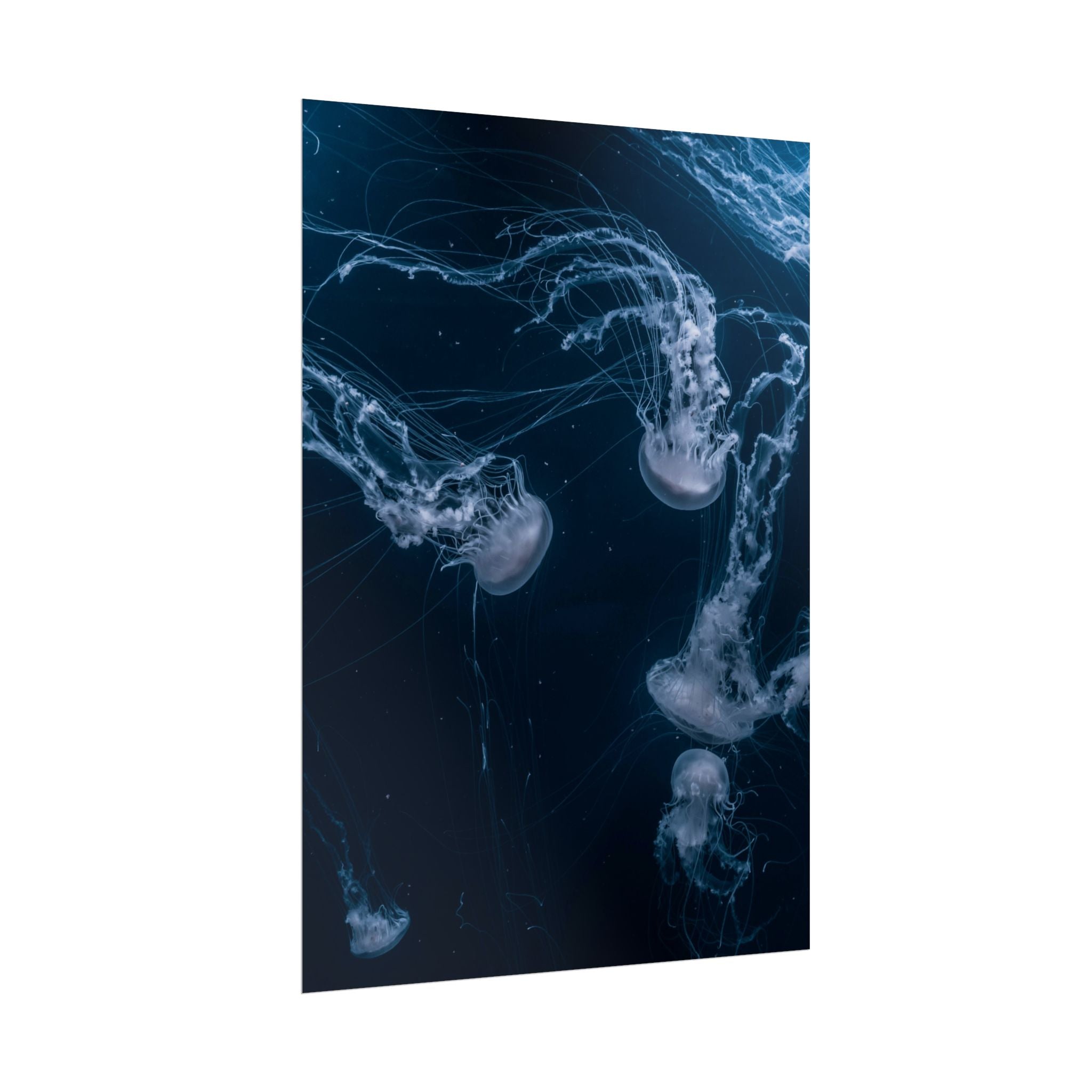 long-jellyfish-wall-art-poster-print-wall-hanging-ocean-life-deep-ocean-decor-home-decor-housewarming-gift