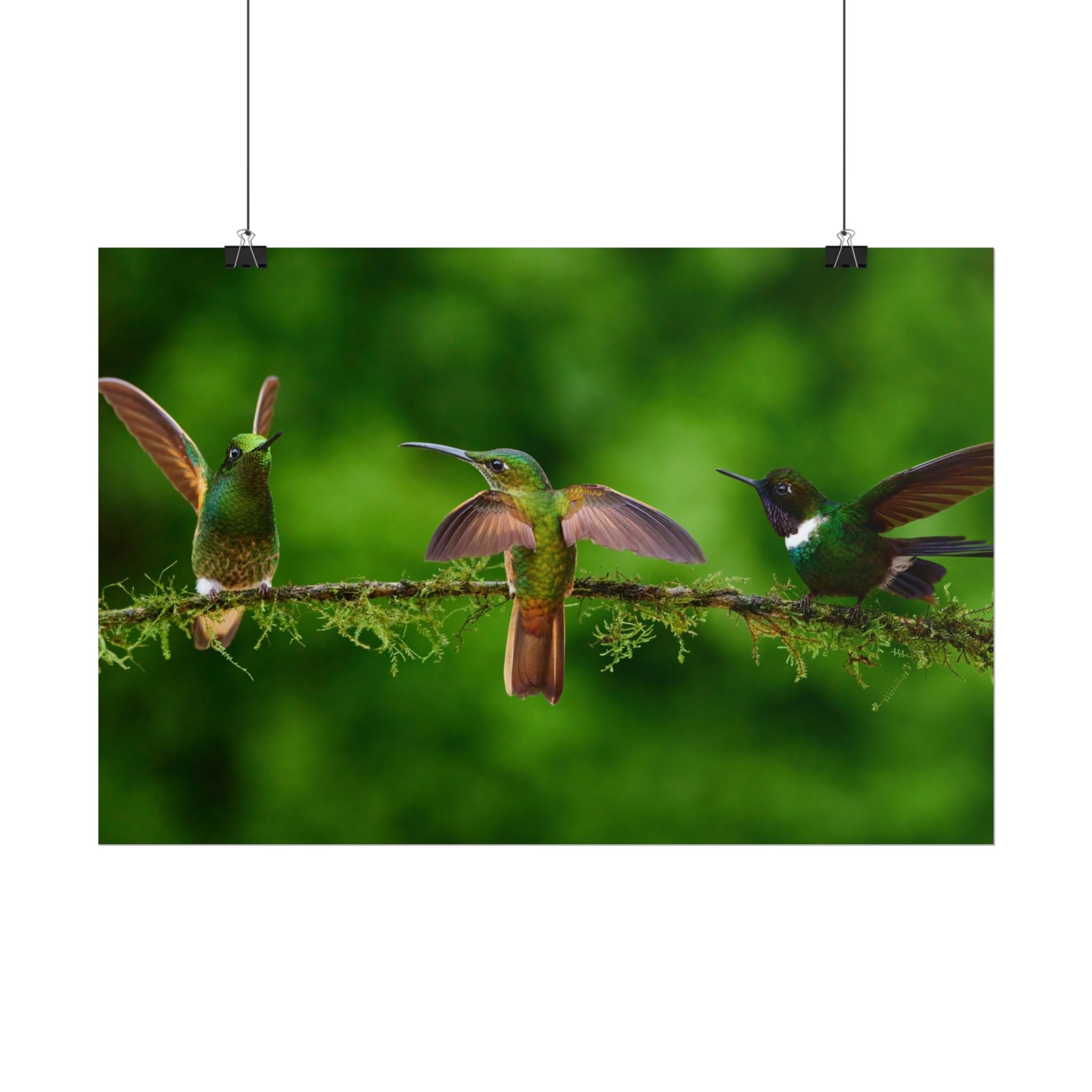 hummingbirds-poster-print-wild-birds-wall-art-home-decor-wall-decor-nature-art-gift-for-bird-lovers-panoramic