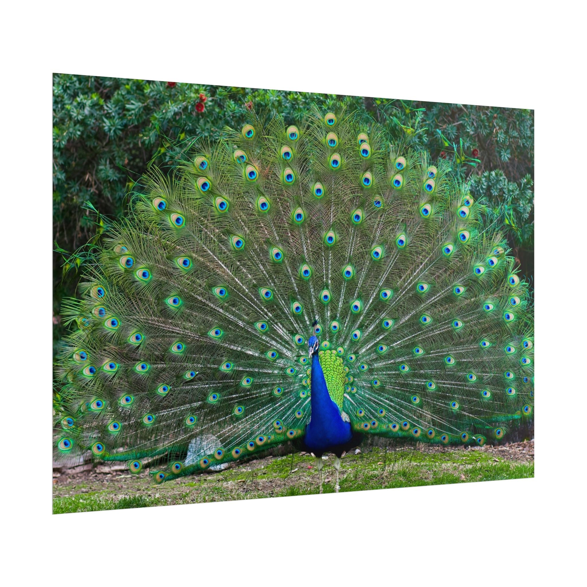 peacock-fine-art-poster-wall-art-print-gift-home-decor-rolled-posters-art-prints-unique-room-decor-animal-lover-gift-nature