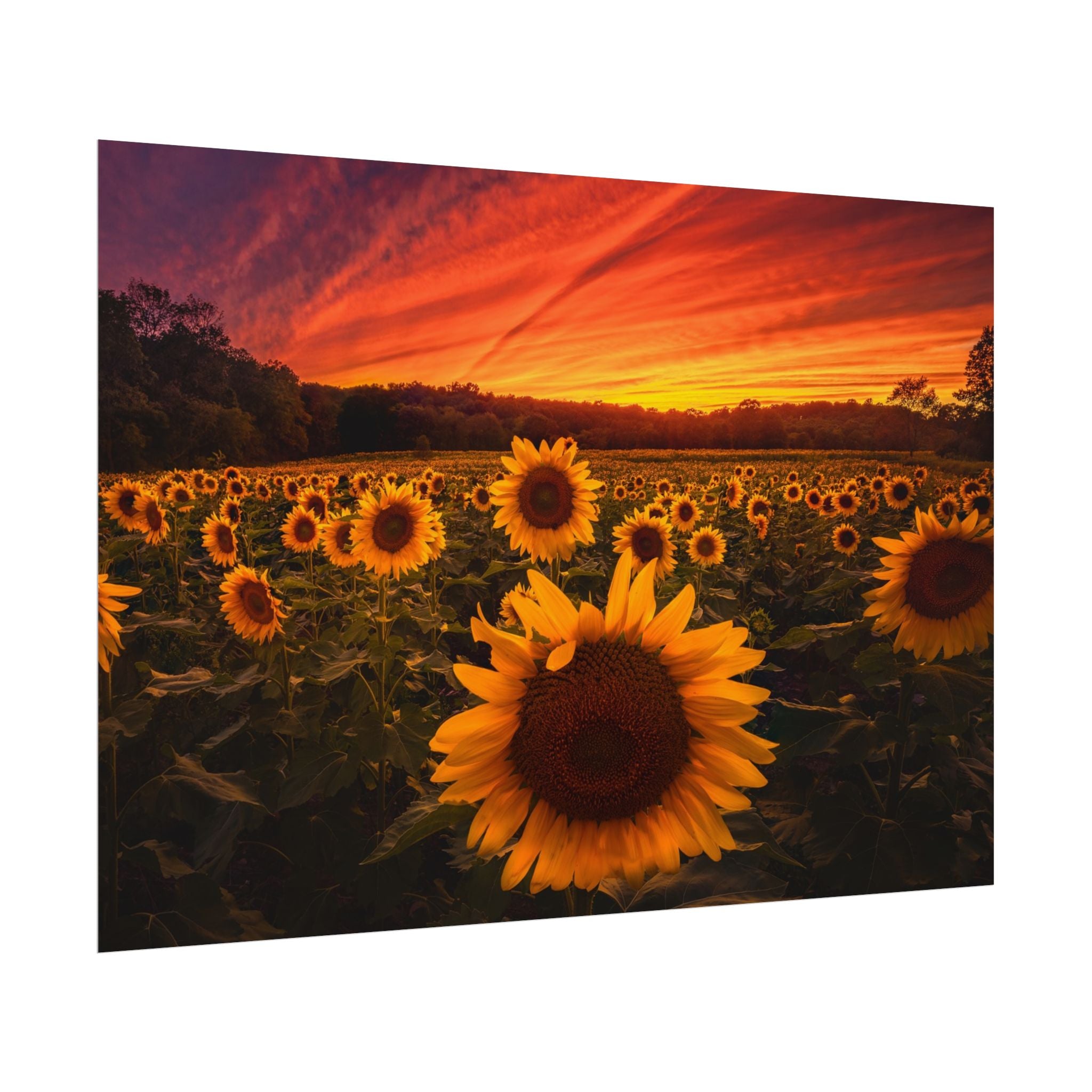 sun-flower-poster-print-sunset-wall-art-decor-home-decor-nature-art-floral-print-gift-for-nature-lovers-farmhouse-wall-decor