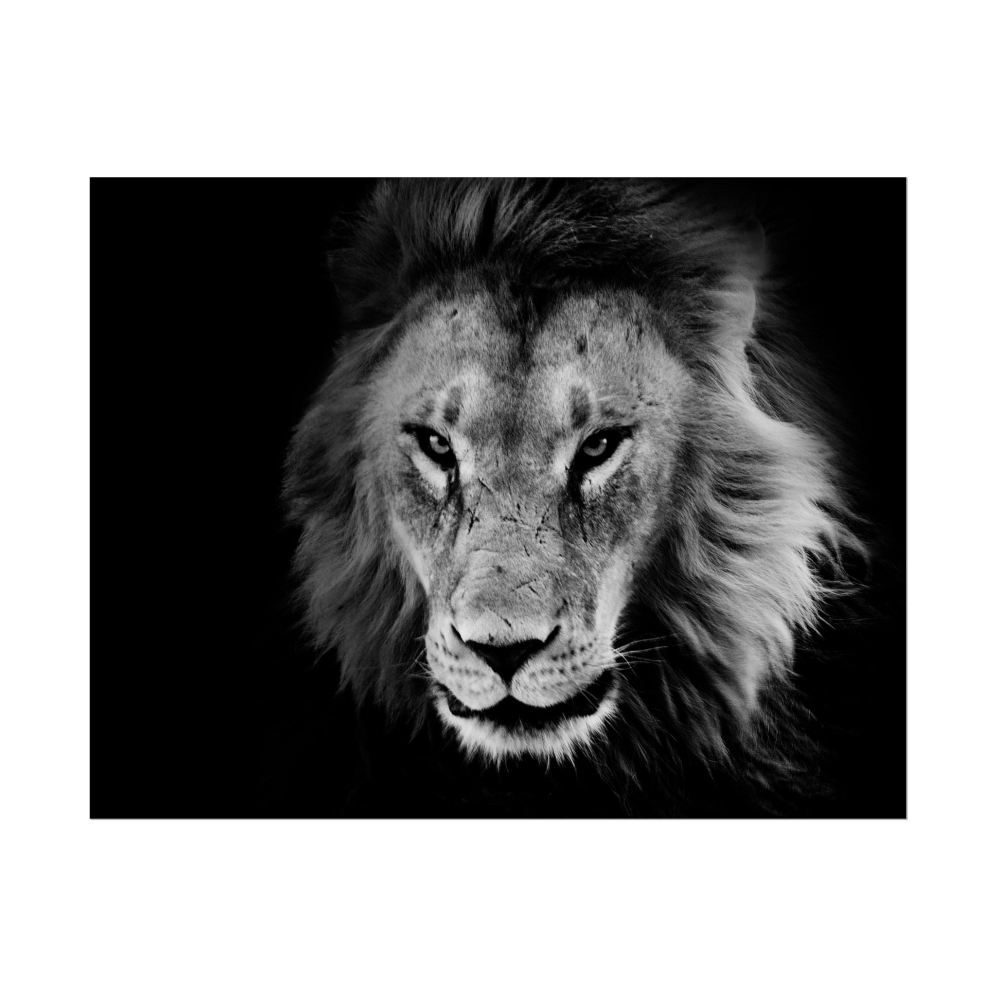 poster-print-lion-wall-art-black-and-white-living-room-decor-monochrome-art-lion-poster-jungle-animal-art-print-wildlife-safa