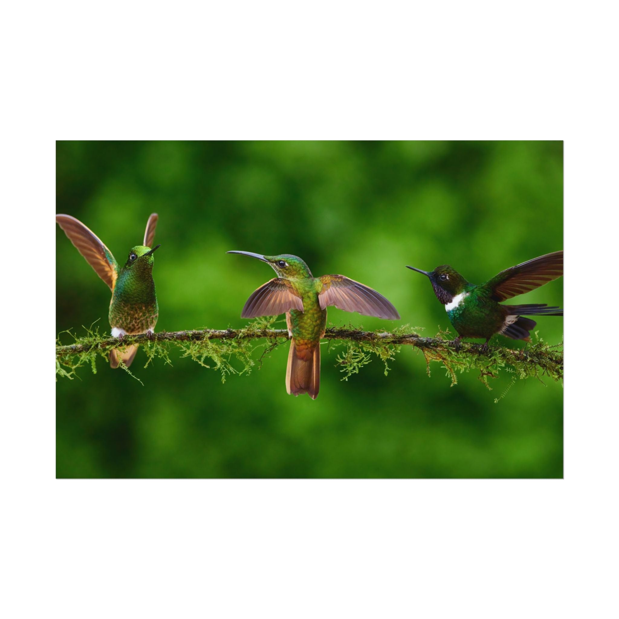 hummingbirds-poster-print-wild-birds-wall-art-home-decor-wall-decor-nature-art-gift-for-bird-lovers-panoramic