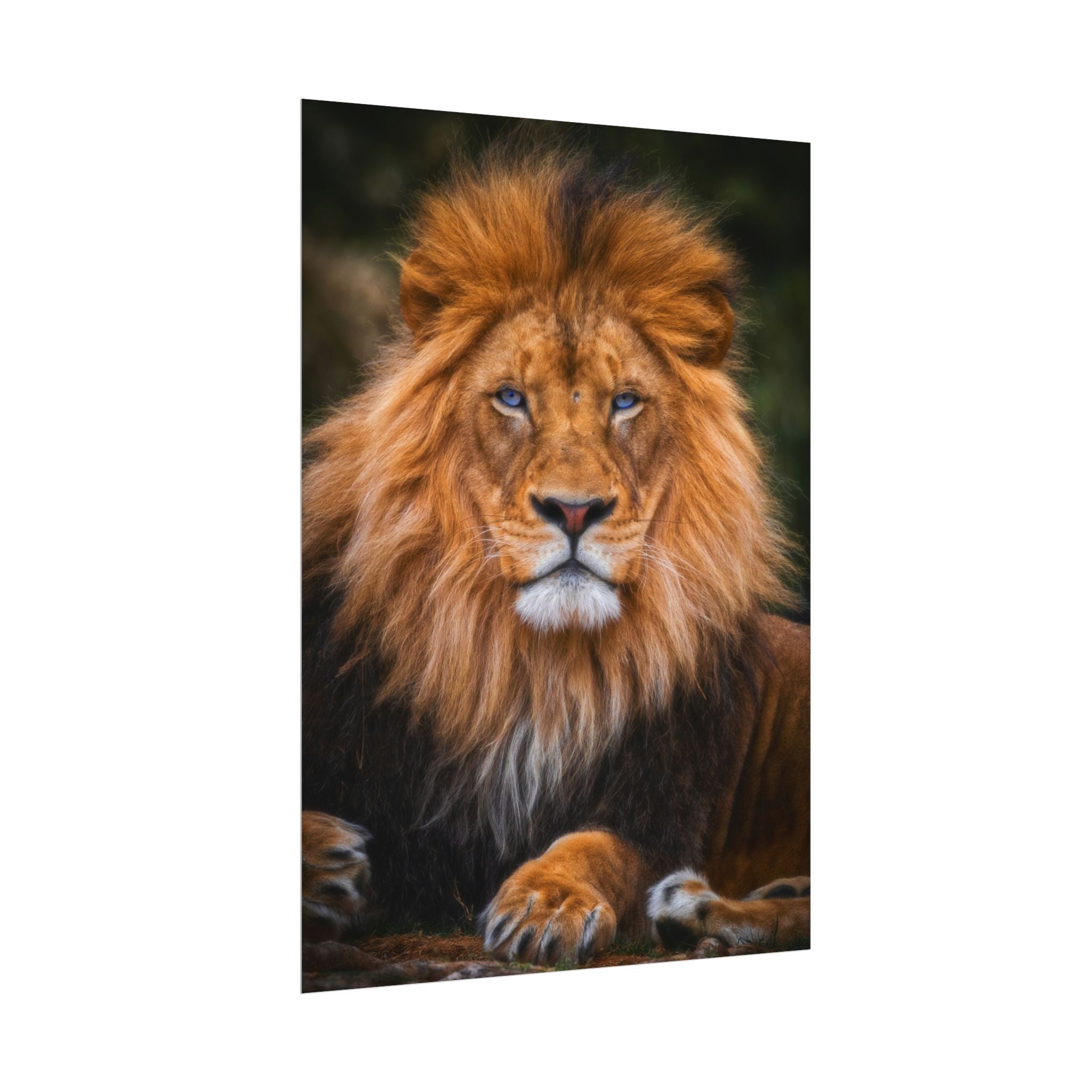 blue-eyed-lion-poster-wall-art-wildlife-home-decor-animal-lover-gift-safari-decoration-wildlife-art-print-lion-wall-decor