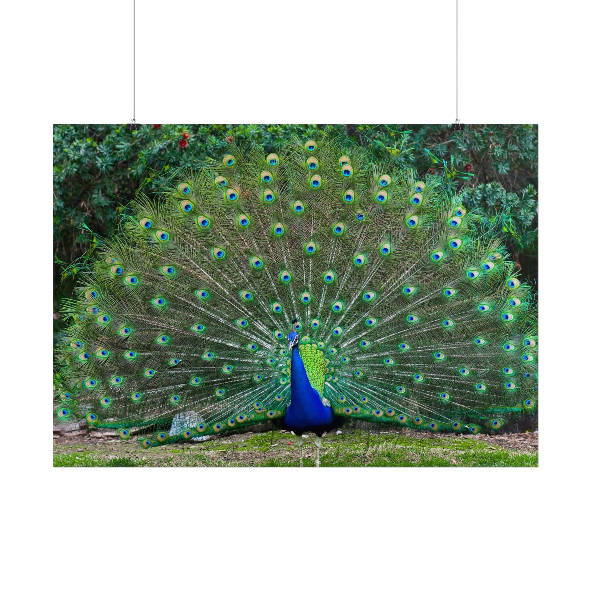 peacock-fine-art-poster-wall-art-print-gift-home-decor-rolled-posters-art-prints-unique-room-decor-animal-lover-gift-nature