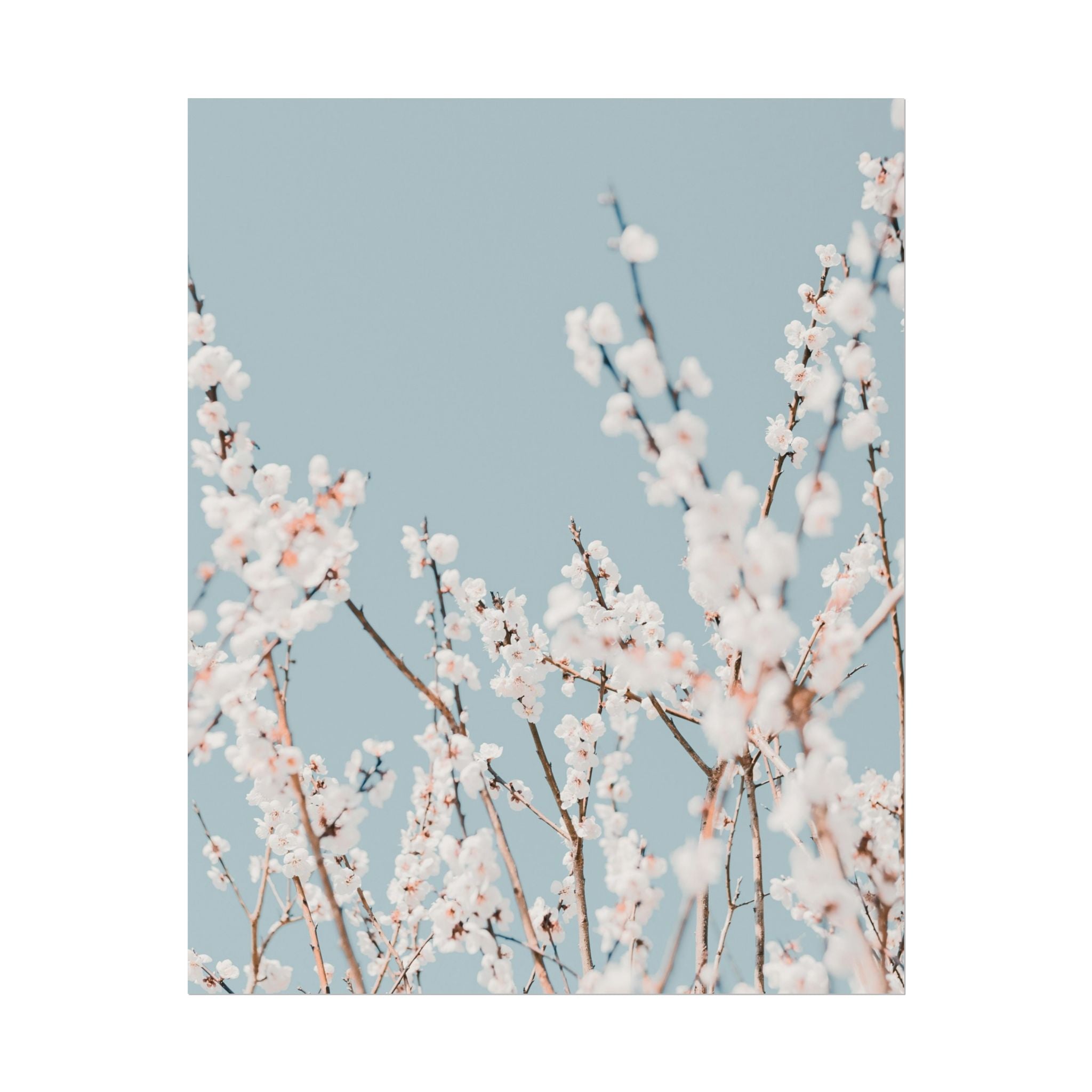 blossom-flowers-poster-print-minimalist-aesthetic-wall-art-fine-art-paper-home-decor-floral-decor-elegant-artwork