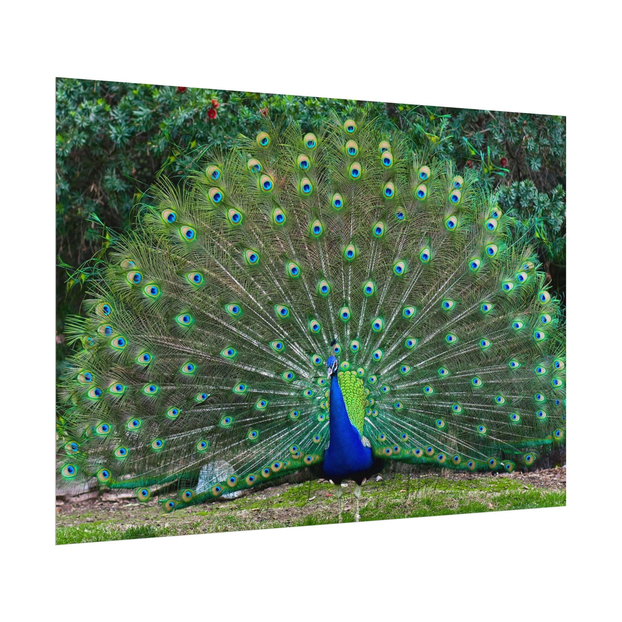 peacock-fine-art-poster-wall-art-print-gift-home-decor-rolled-posters-art-prints-unique-room-decor-animal-lover-gift-nature