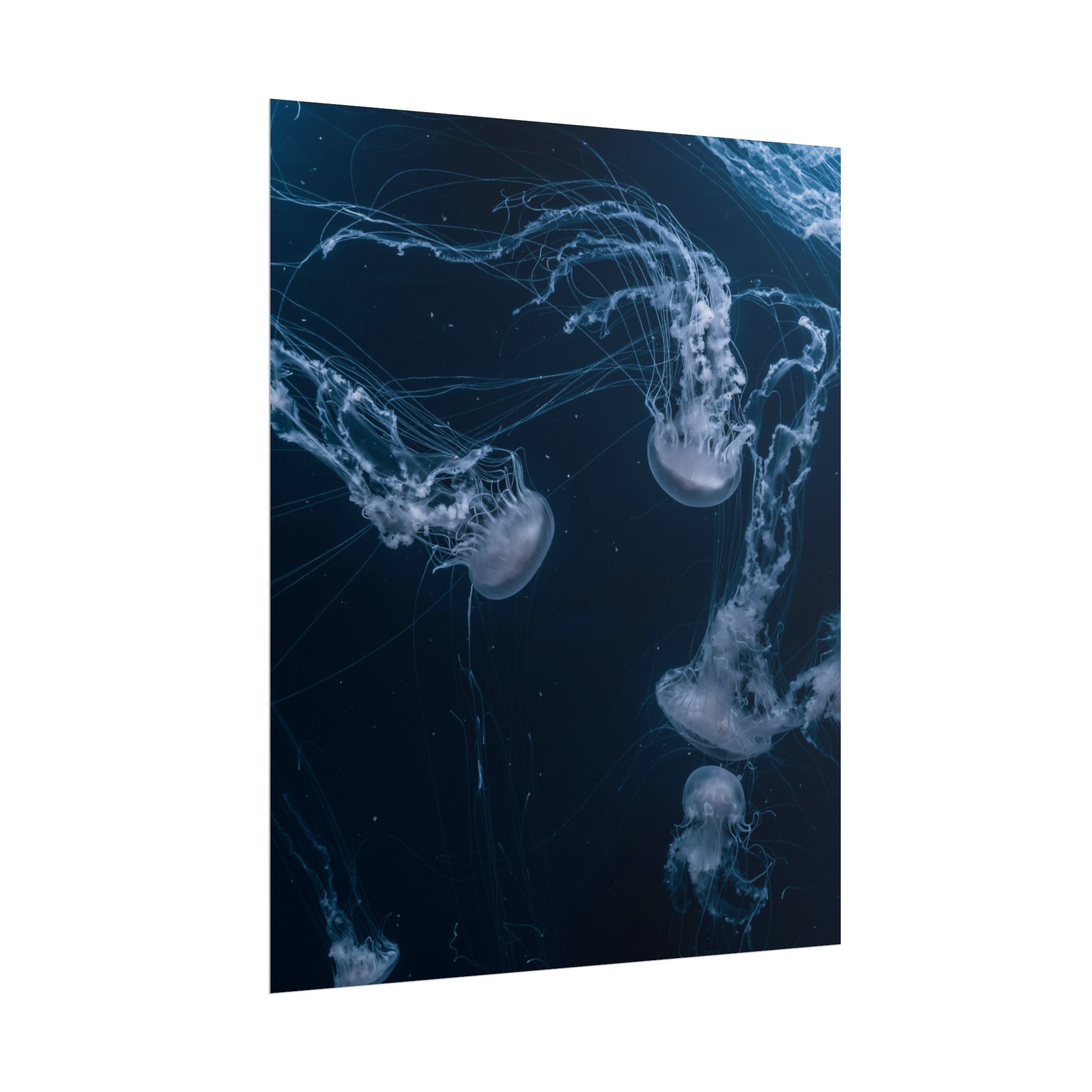 long-jellyfish-wall-art-poster-print-wall-hanging-ocean-life-deep-ocean-decor-home-decor-housewarming-gift