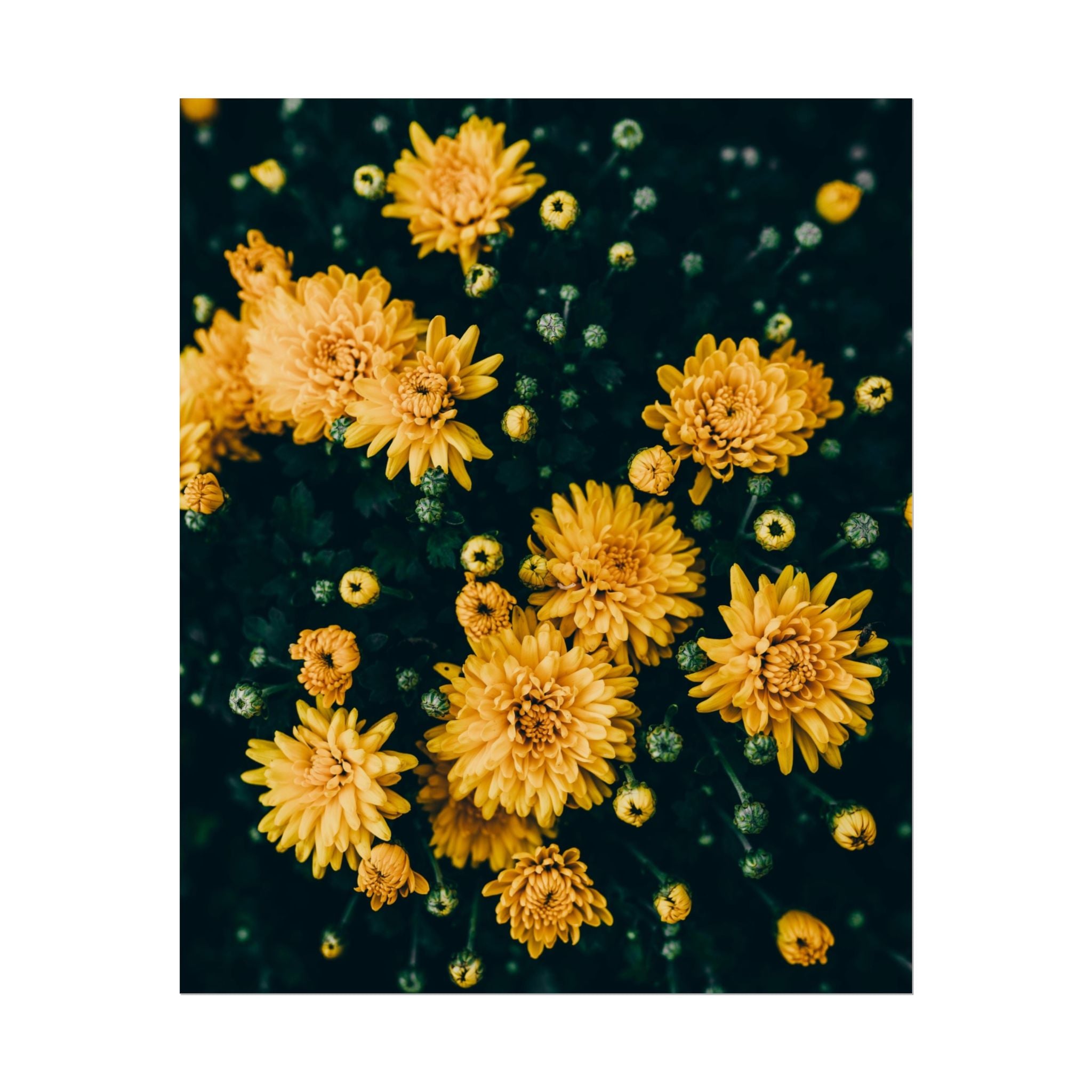 yellow-flower-art-poster-print-floral-wall-decor-floral-home-decor-gift-dark-botanical-art-print