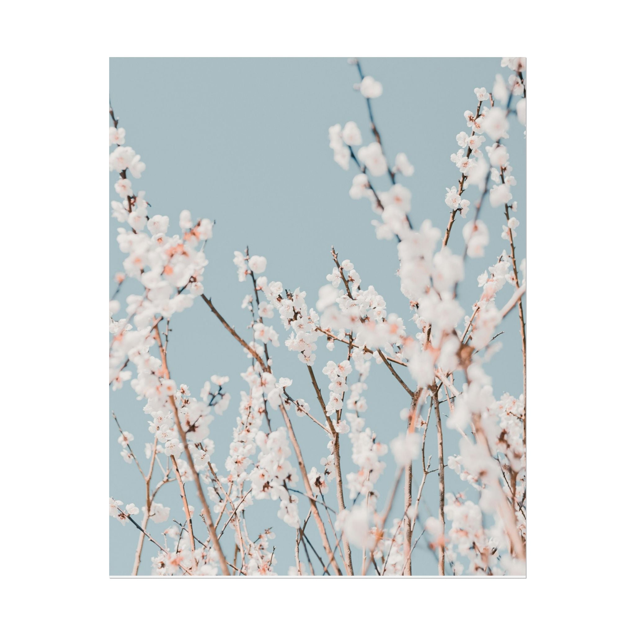 blossom-flowers-poster-print-minimalist-aesthetic-wall-art-fine-art-paper-home-decor-floral-decor-elegant-artwork