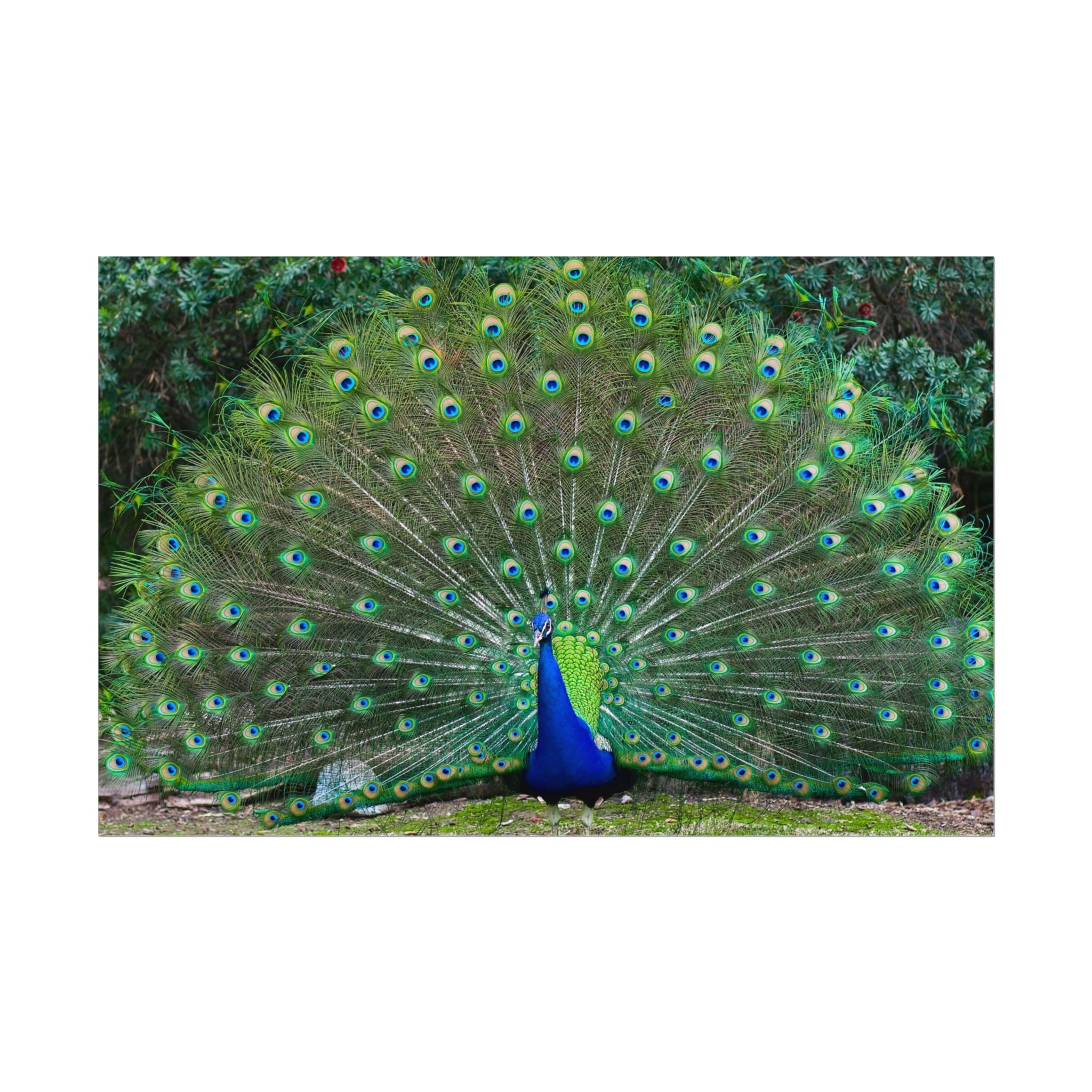 peacock-fine-art-poster-wall-art-print-gift-home-decor-rolled-posters-art-prints-unique-room-decor-animal-lover-gift-nature
