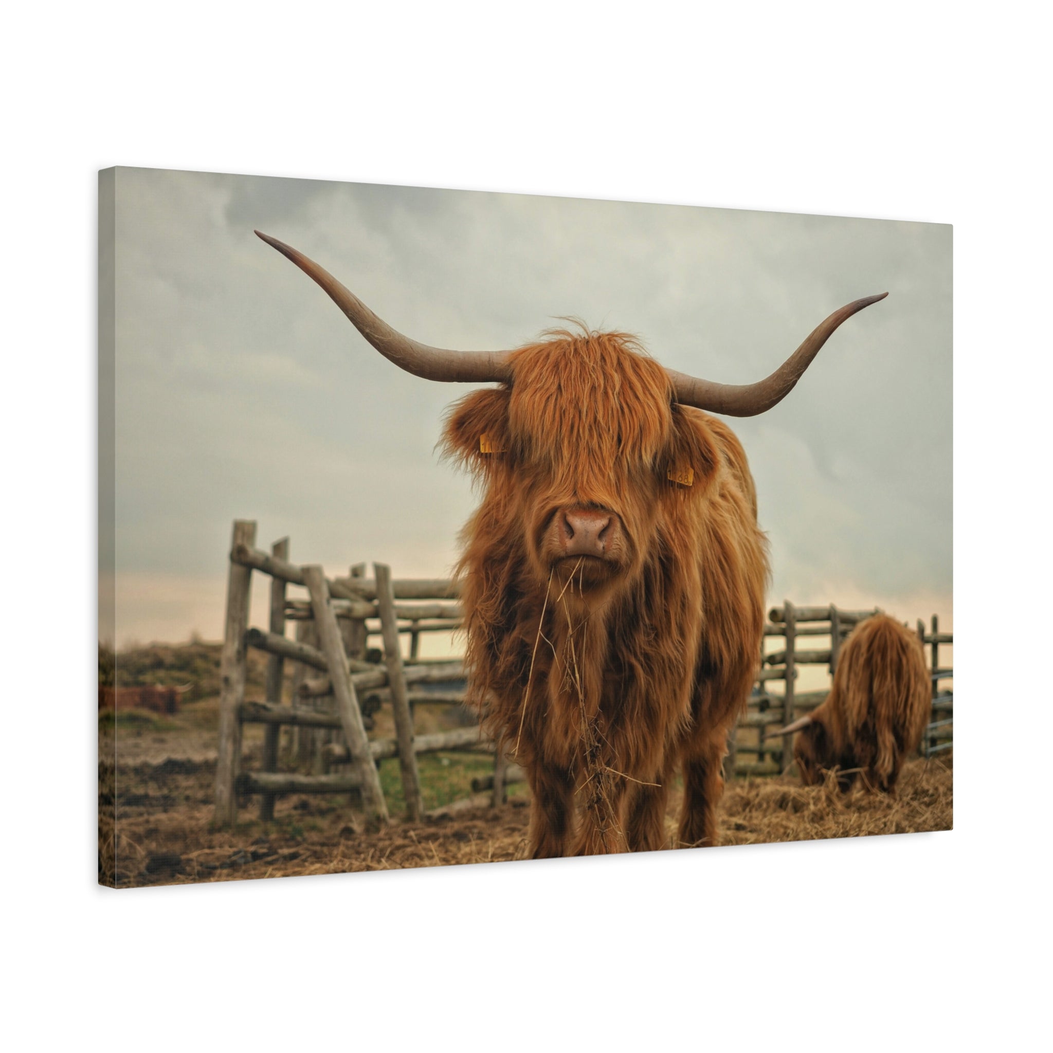 canvas-print-cow-art-home-decor-wall-art-farmhouse-art-living-room-decor-matte-canvas-print-cow-lovers-gift-scotland-highland