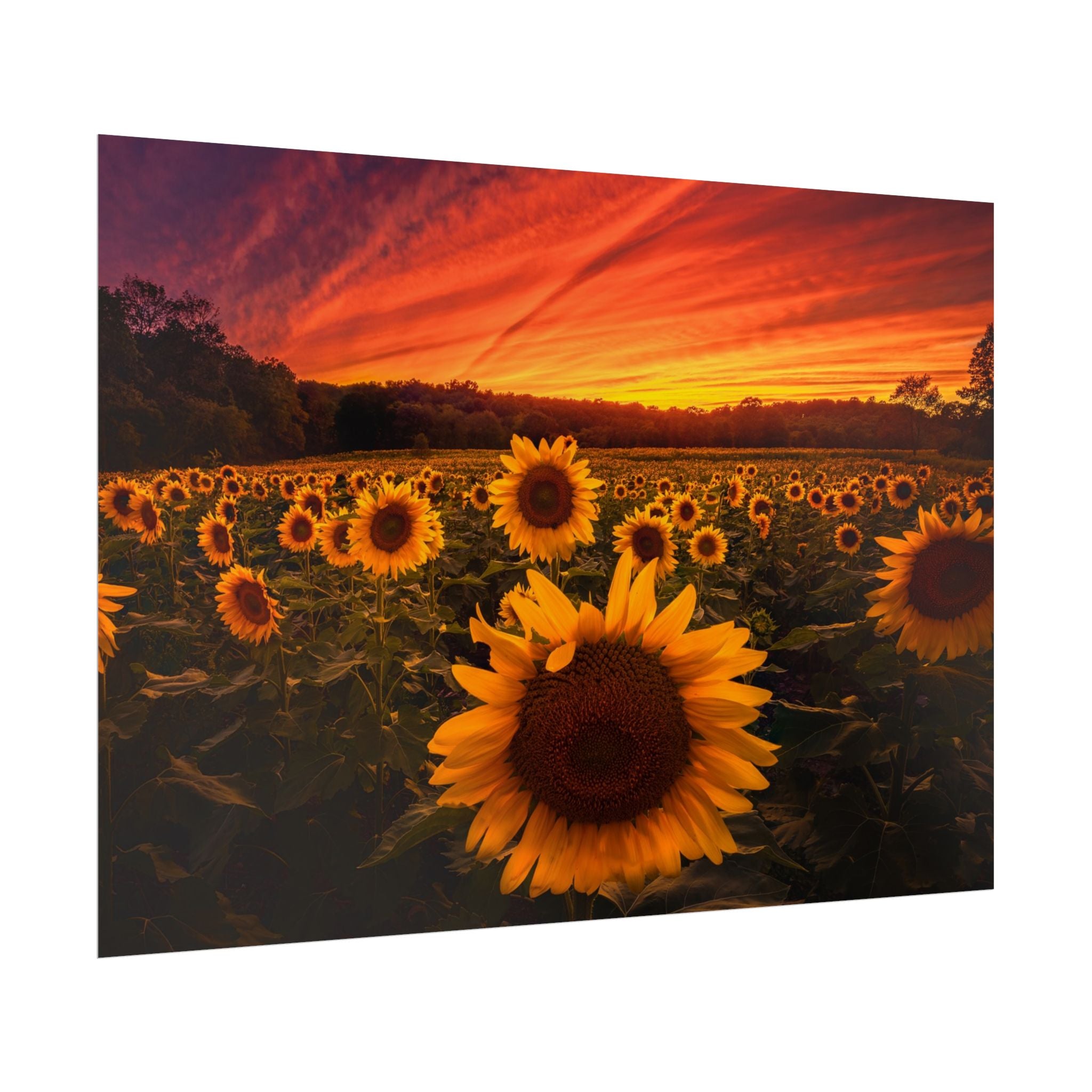 sun-flower-poster-print-sunset-wall-art-decor-home-decor-nature-art-floral-print-gift-for-nature-lovers-farmhouse-wall-decor