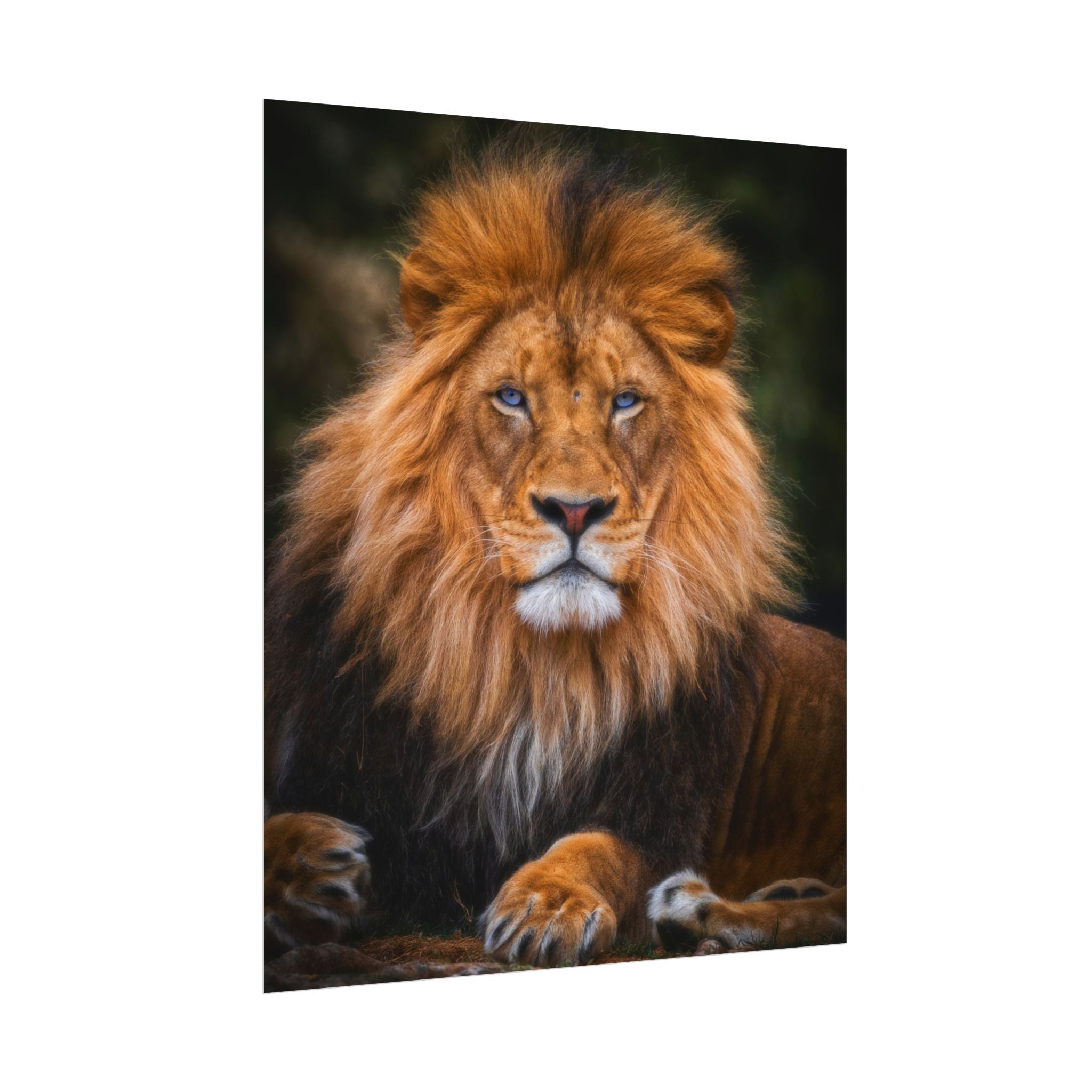 blue-eyed-lion-poster-wall-art-wildlife-home-decor-animal-lover-gift-safari-decoration-wildlife-art-print-lion-wall-decor