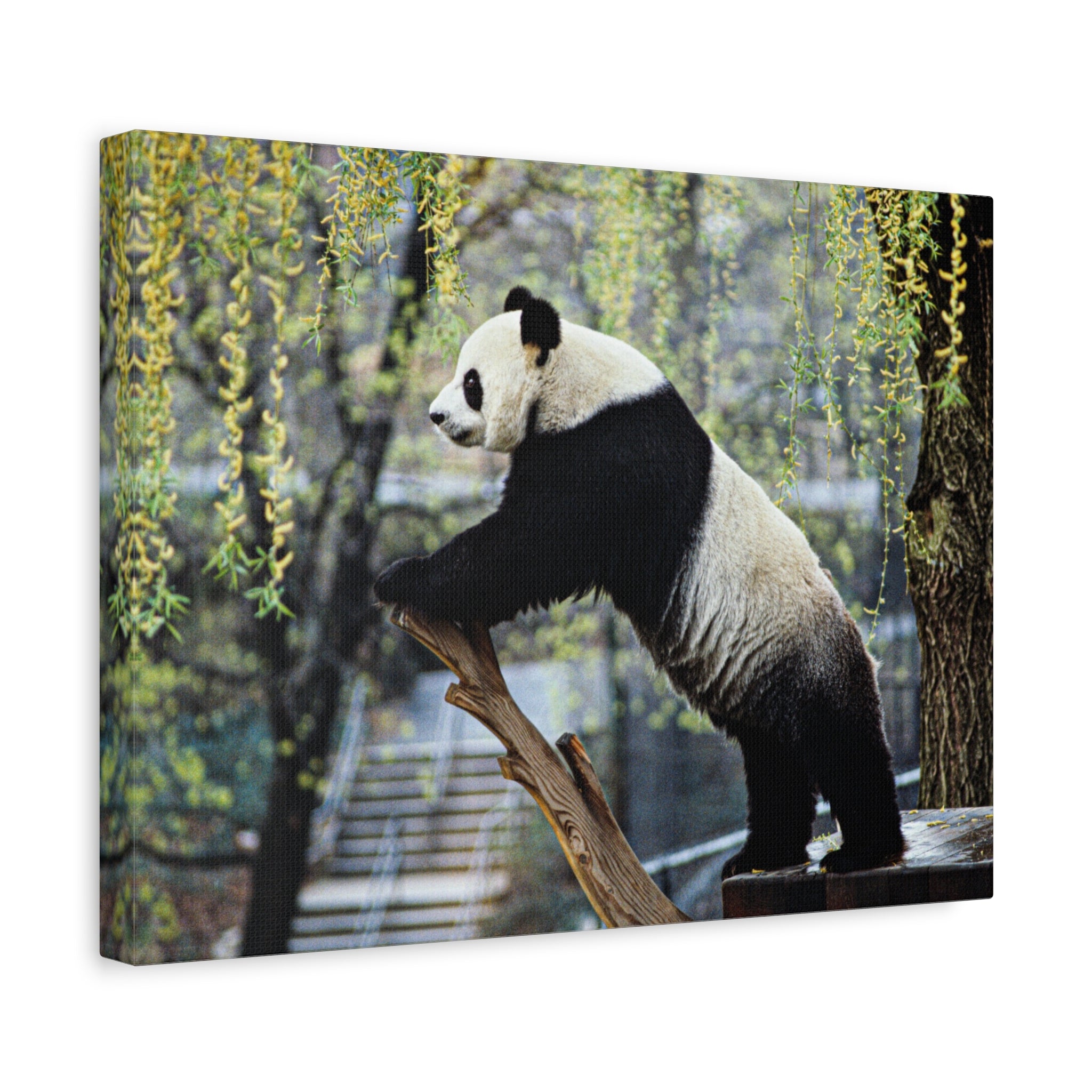 canvas-wall-art-cute-panda-wall-decor-nature-home-decor-panda-gift-panda-canvas-print-stretched-matte-canvas