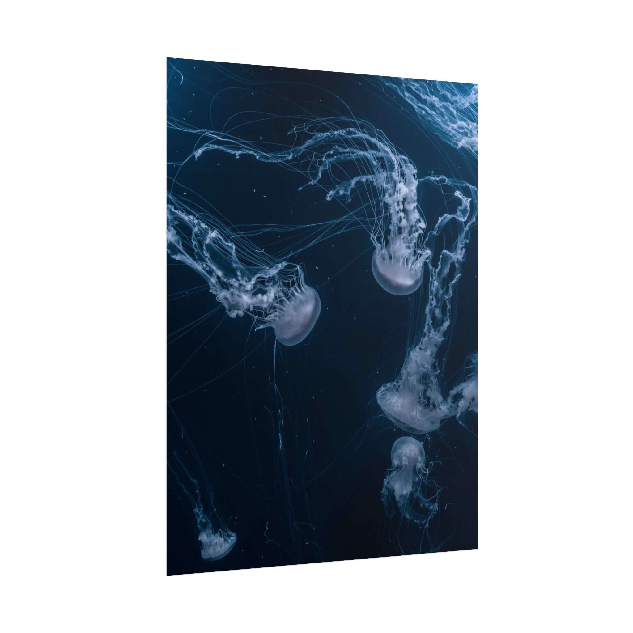 long-jellyfish-wall-art-poster-print-wall-hanging-ocean-life-deep-ocean-decor-home-decor-housewarming-gift