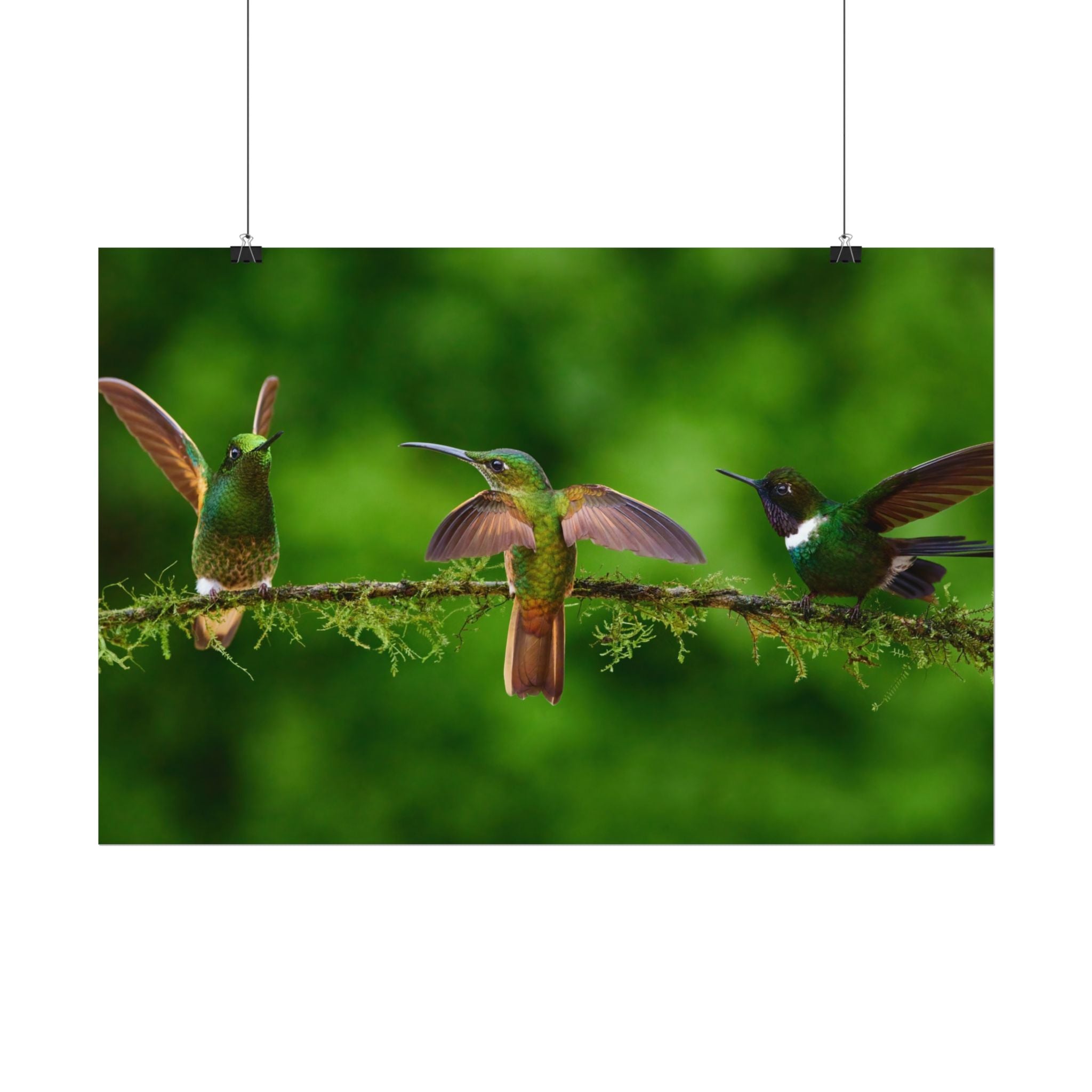 hummingbirds-poster-print-wild-birds-wall-art-home-decor-wall-decor-nature-art-gift-for-bird-lovers-panoramic