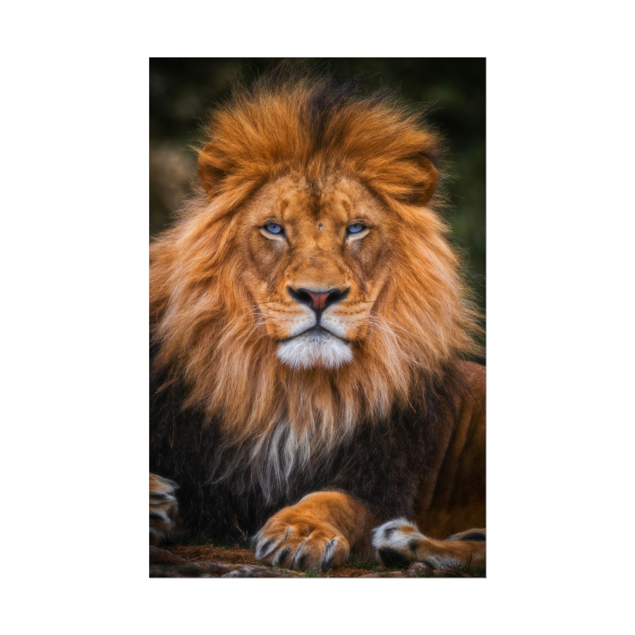 blue-eyed-lion-poster-wall-art-wildlife-home-decor-animal-lover-gift-safari-decoration-wildlife-art-print-lion-wall-decor