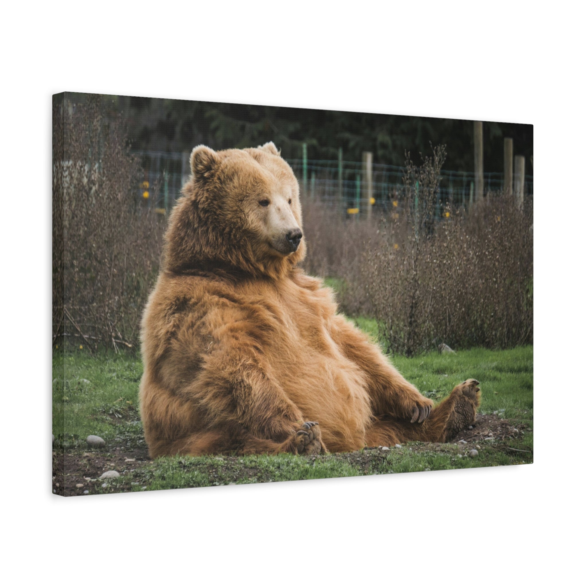 canvas-print-sitting-bear-nature-animal-art-wall-decor-wildlife-artwork-forest-cabin-decor-woodland-nursery-wall-art-outdoor-