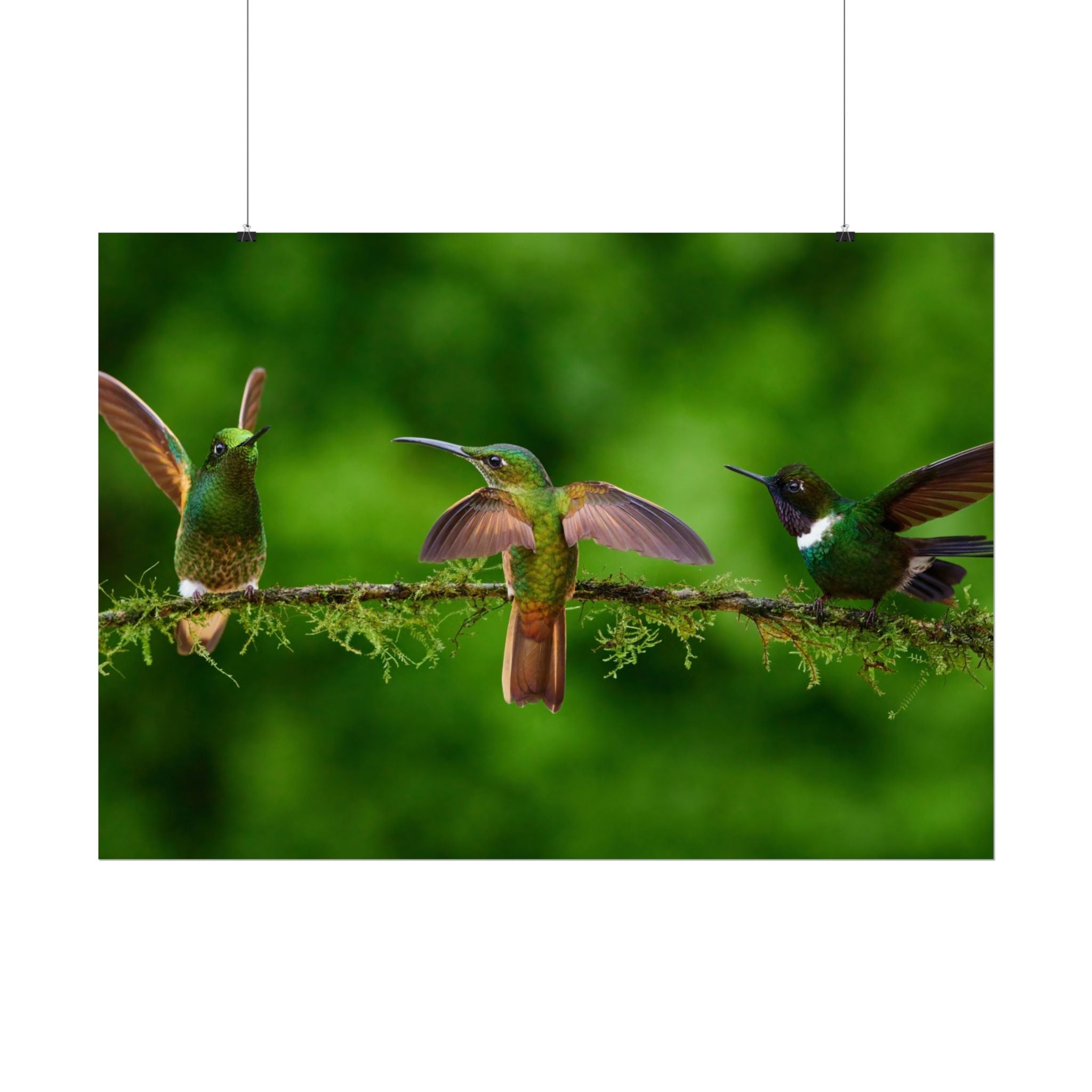 hummingbirds-poster-print-wild-birds-wall-art-home-decor-wall-decor-nature-art-gift-for-bird-lovers-panoramic