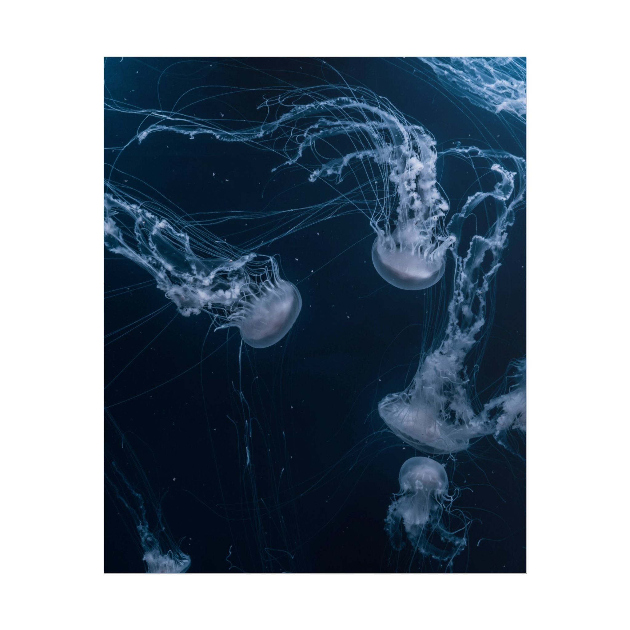 long-jellyfish-wall-art-poster-print-wall-hanging-ocean-life-deep-ocean-decor-home-decor-housewarming-gift