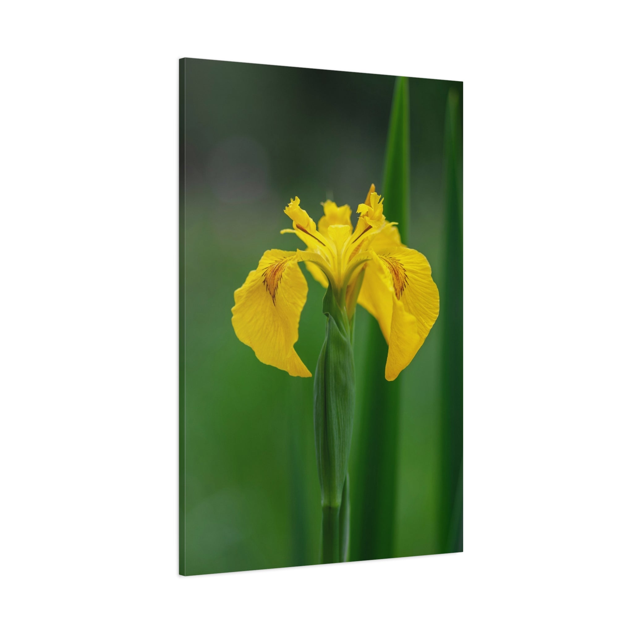 canvas-wall-art-yellow-iris-matte-canvas-print-floral-home-decor-botanical-artwork-living-room-decoration-gift-for-gardeners-