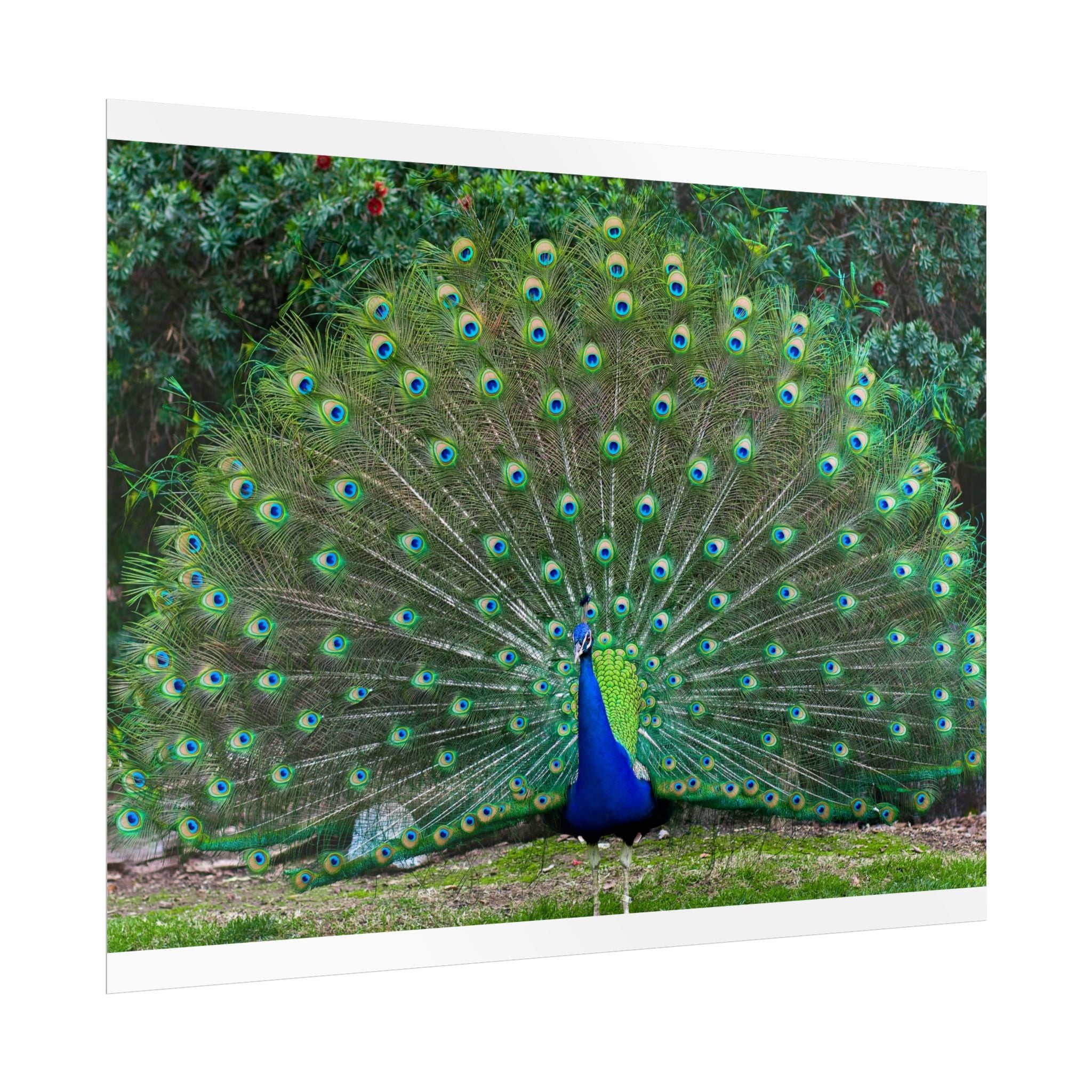 peacock-fine-art-poster-wall-art-print-gift-home-decor-rolled-posters-art-prints-unique-room-decor-animal-lover-gift-nature