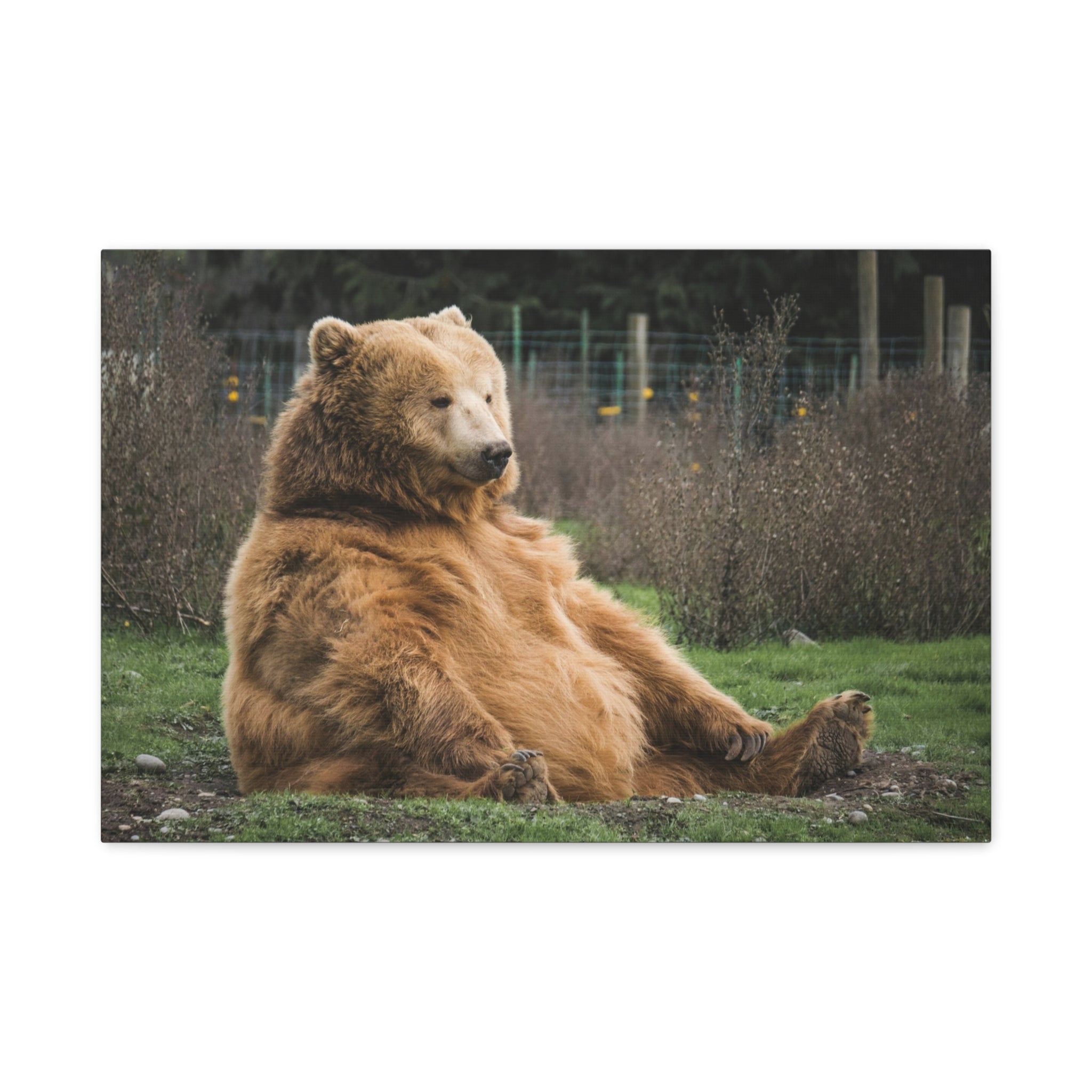 canvas-print-sitting-bear-nature-animal-art-wall-decor-wildlife-artwork-forest-cabin-decor-woodland-nursery-wall-art-outdoor-