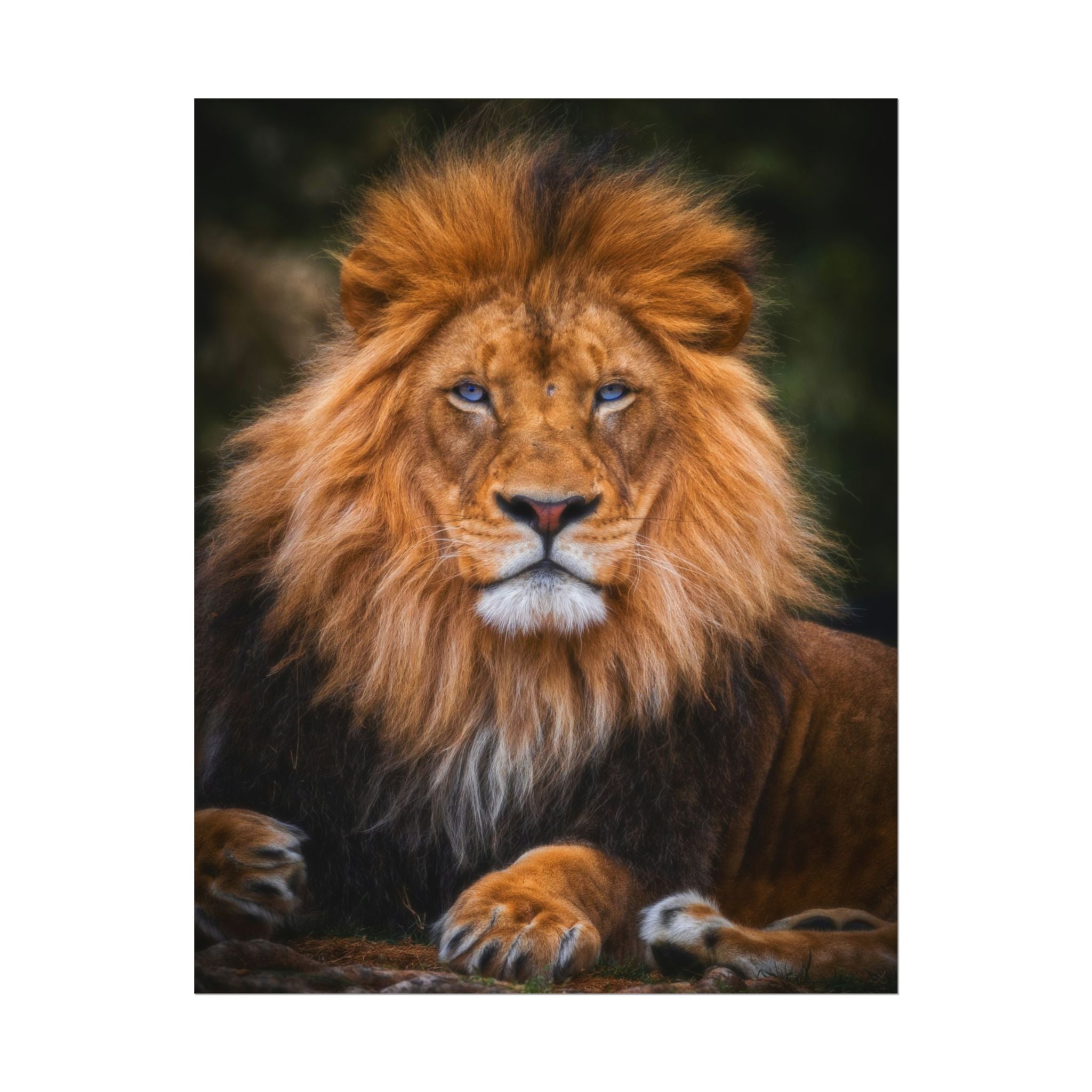 blue-eyed-lion-poster-wall-art-wildlife-home-decor-animal-lover-gift-safari-decoration-wildlife-art-print-lion-wall-decor