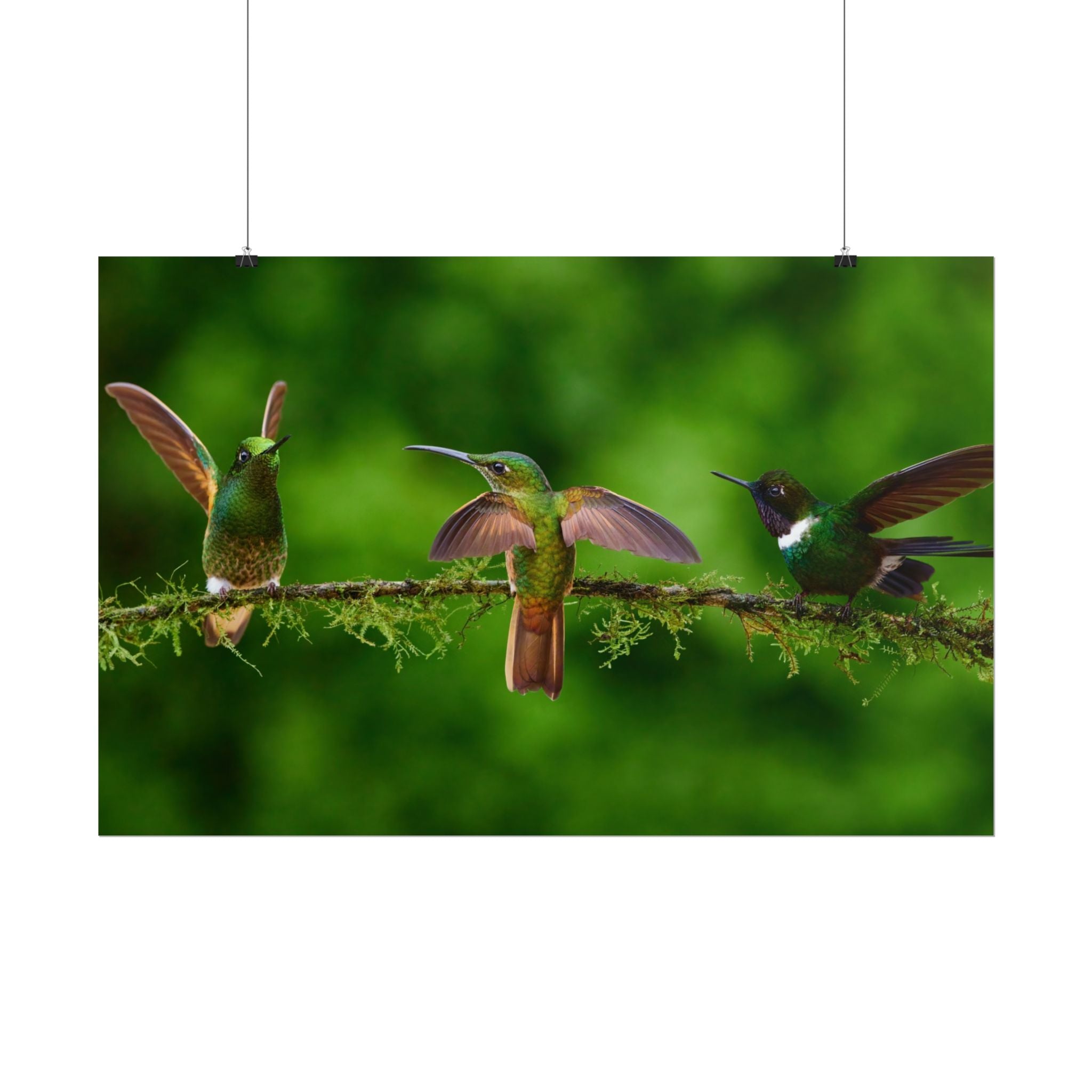hummingbirds-poster-print-wild-birds-wall-art-home-decor-wall-decor-nature-art-gift-for-bird-lovers-panoramic