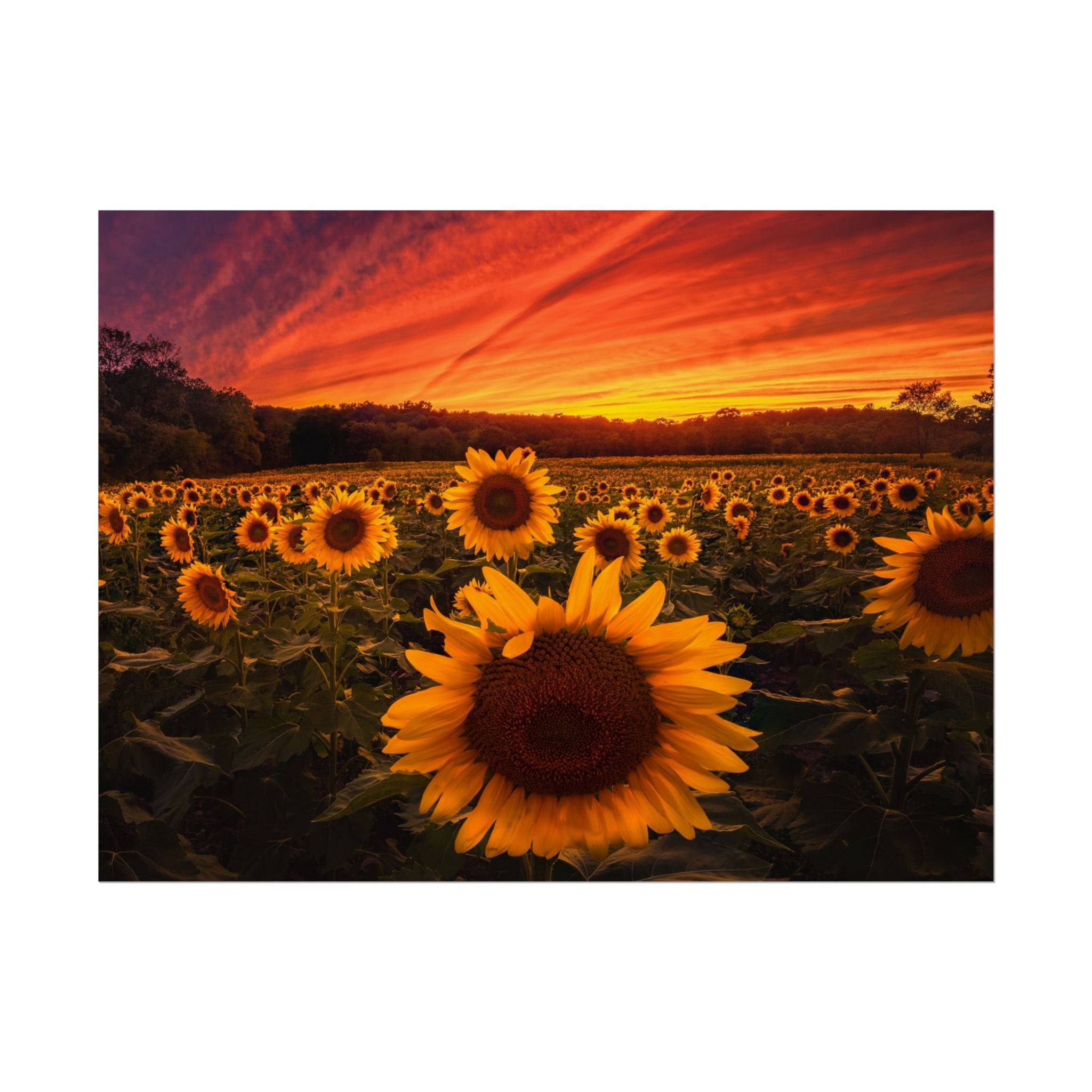 sun-flower-poster-print-sunset-wall-art-decor-home-decor-nature-art-floral-print-gift-for-nature-lovers-farmhouse-wall-decor