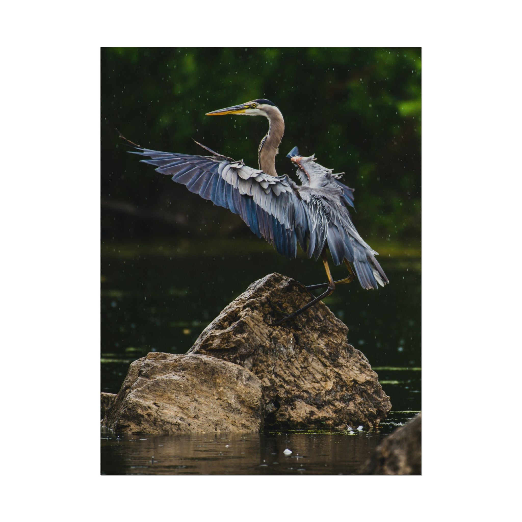 great-blue-heron-poster-wall-art-home-decor-bird-lover-gift-nature-wall-hanging-wildlife-poster