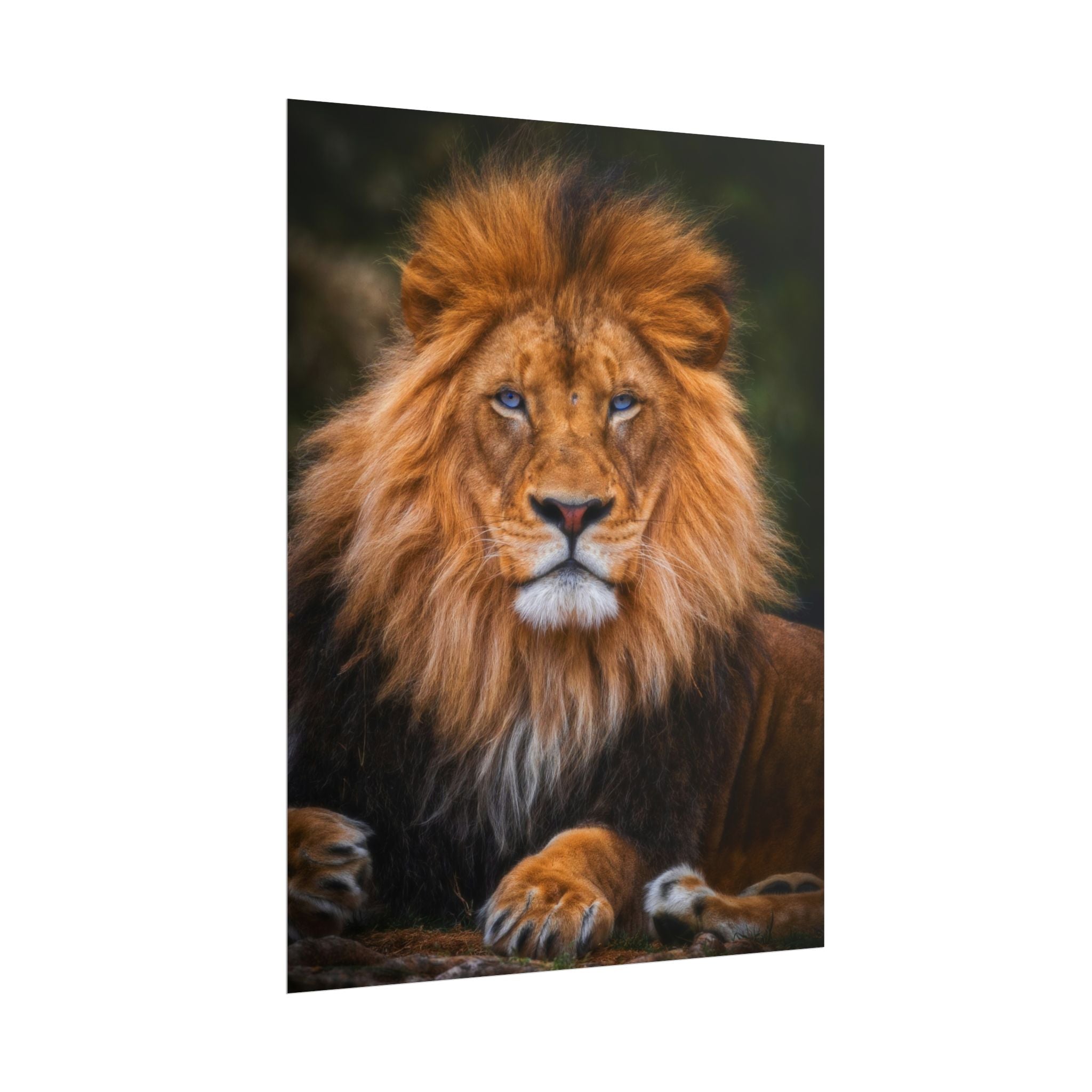 blue-eyed-lion-poster-wall-art-wildlife-home-decor-animal-lover-gift-safari-decoration-wildlife-art-print-lion-wall-decor
