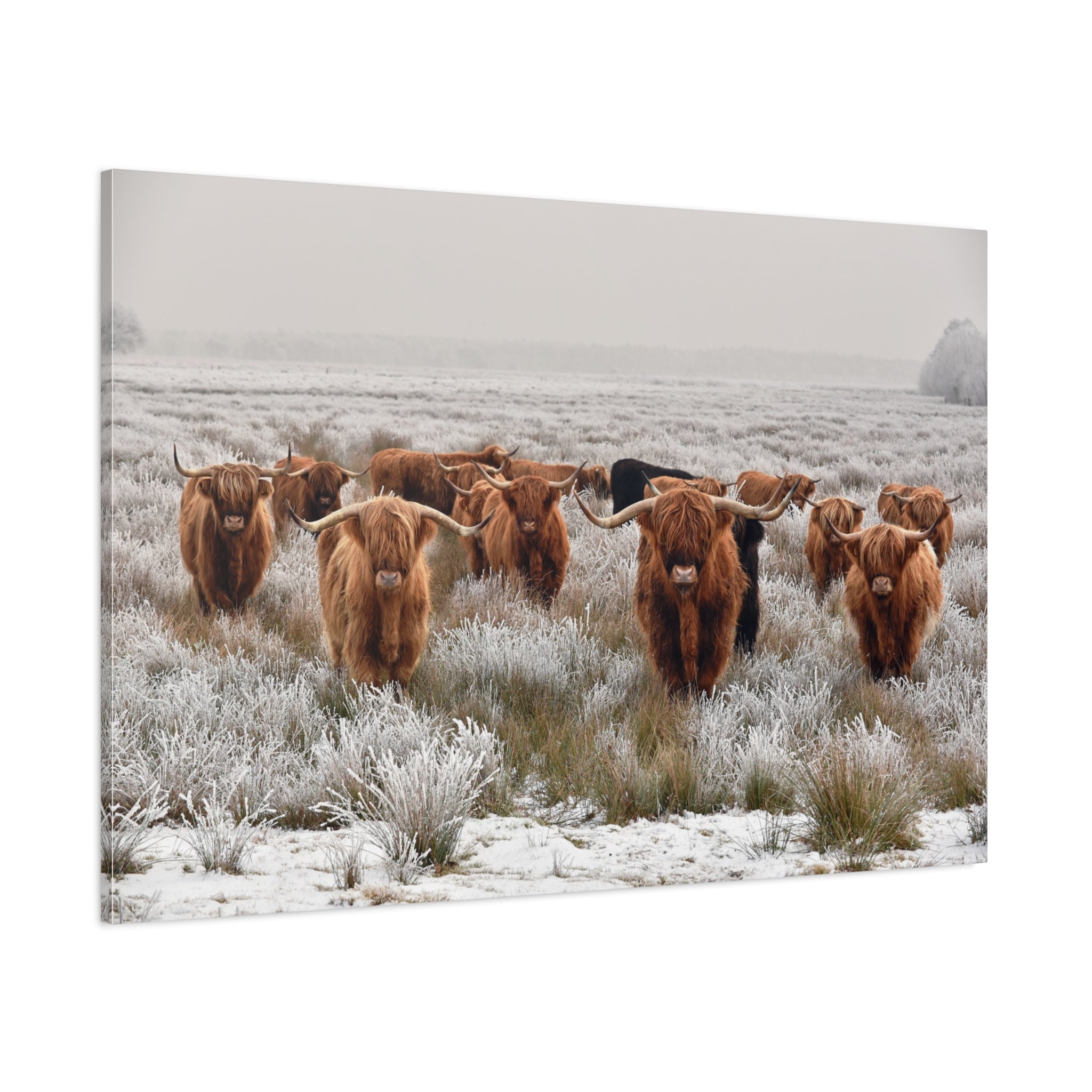 canvas-wall-art-scottish-highland-cow-longhorn-home-decor-stretched-matte-canvas-print-wall-hanging-farmhouse-art-rustic