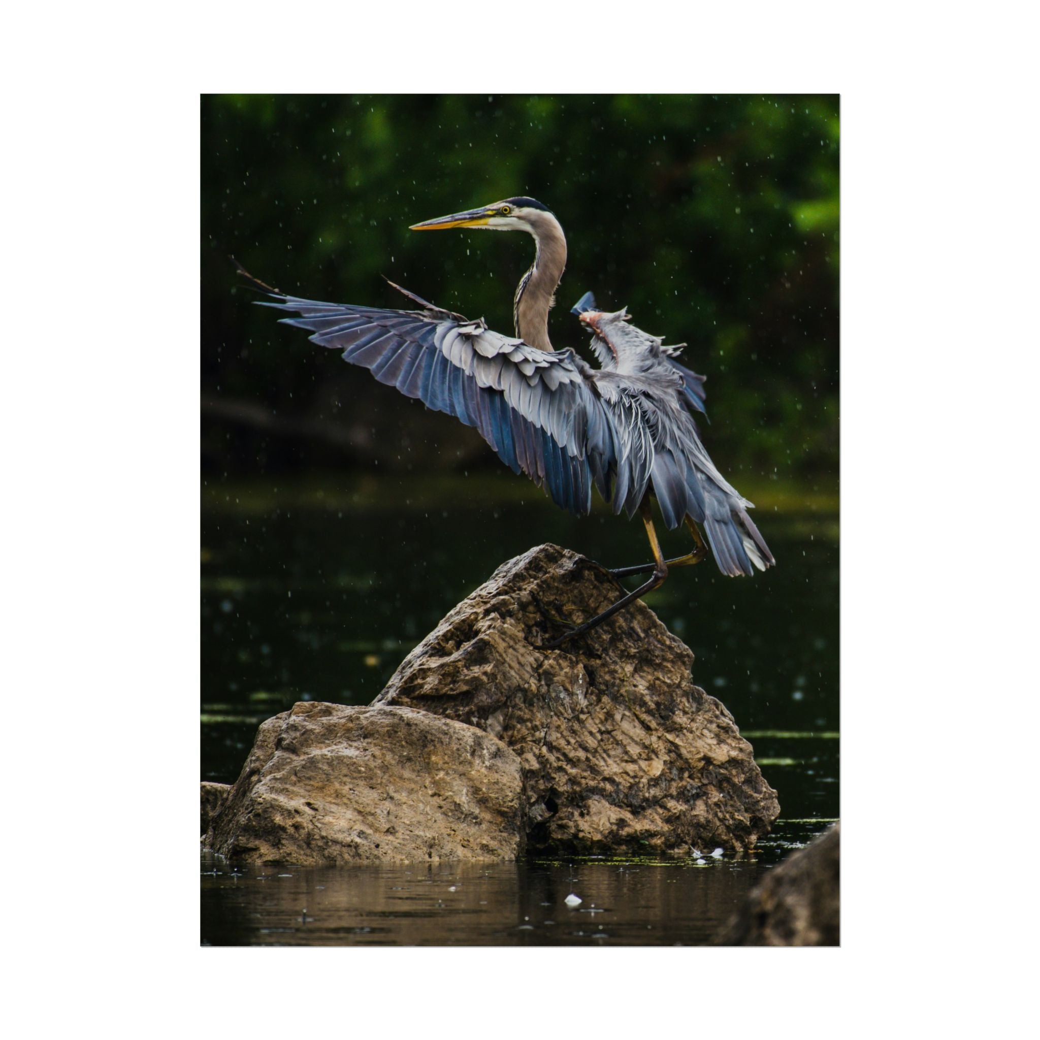 great-blue-heron-poster-wall-art-home-decor-bird-lover-gift-nature-wall-hanging-wildlife-poster